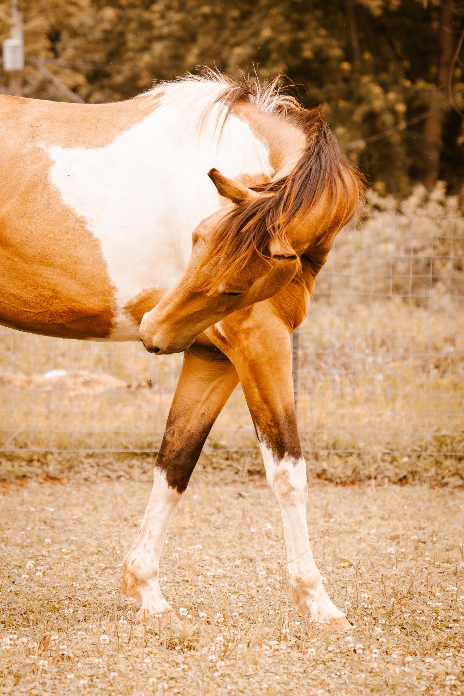 Brown and white paint horse bending its neck down between its legs in an open field.