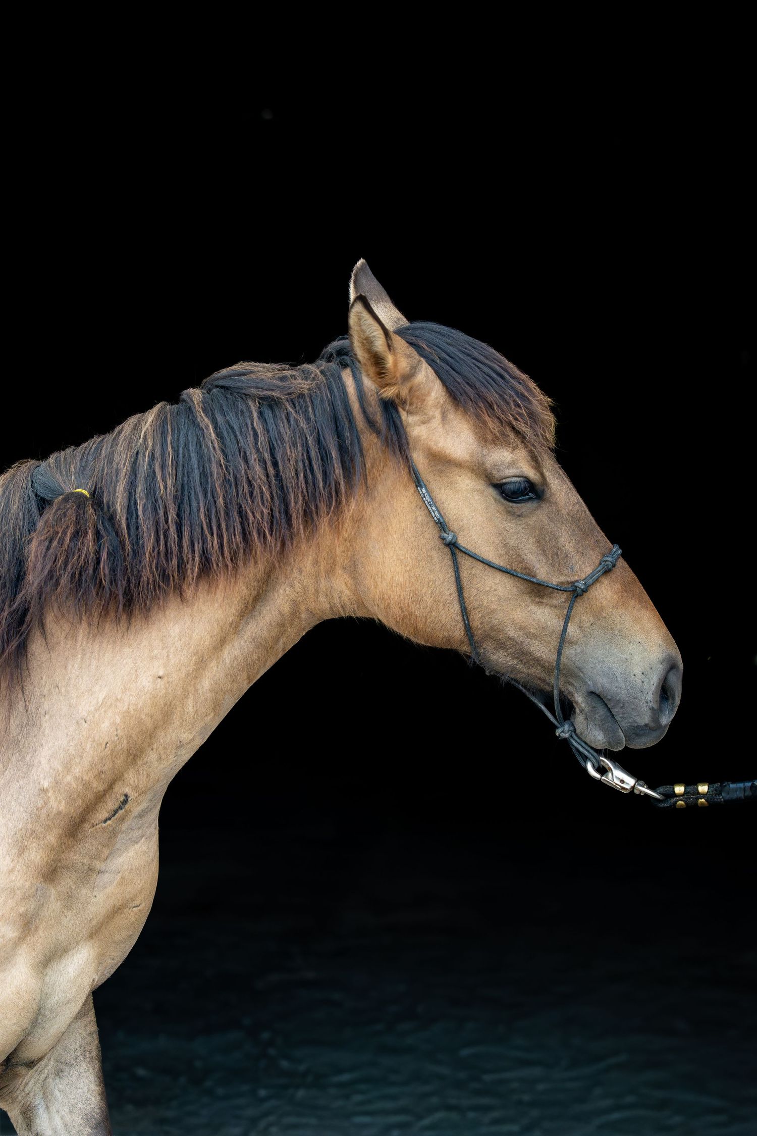 Side profile of a buckskin horse with dark mane wearing a halter against a dark black background.