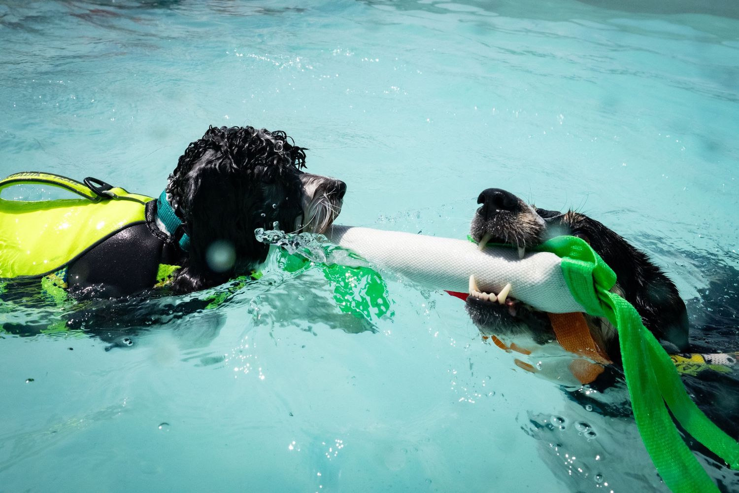 Two dogs swimming together in pool, one wearing yellow life vest, playing with green toy in blue water.