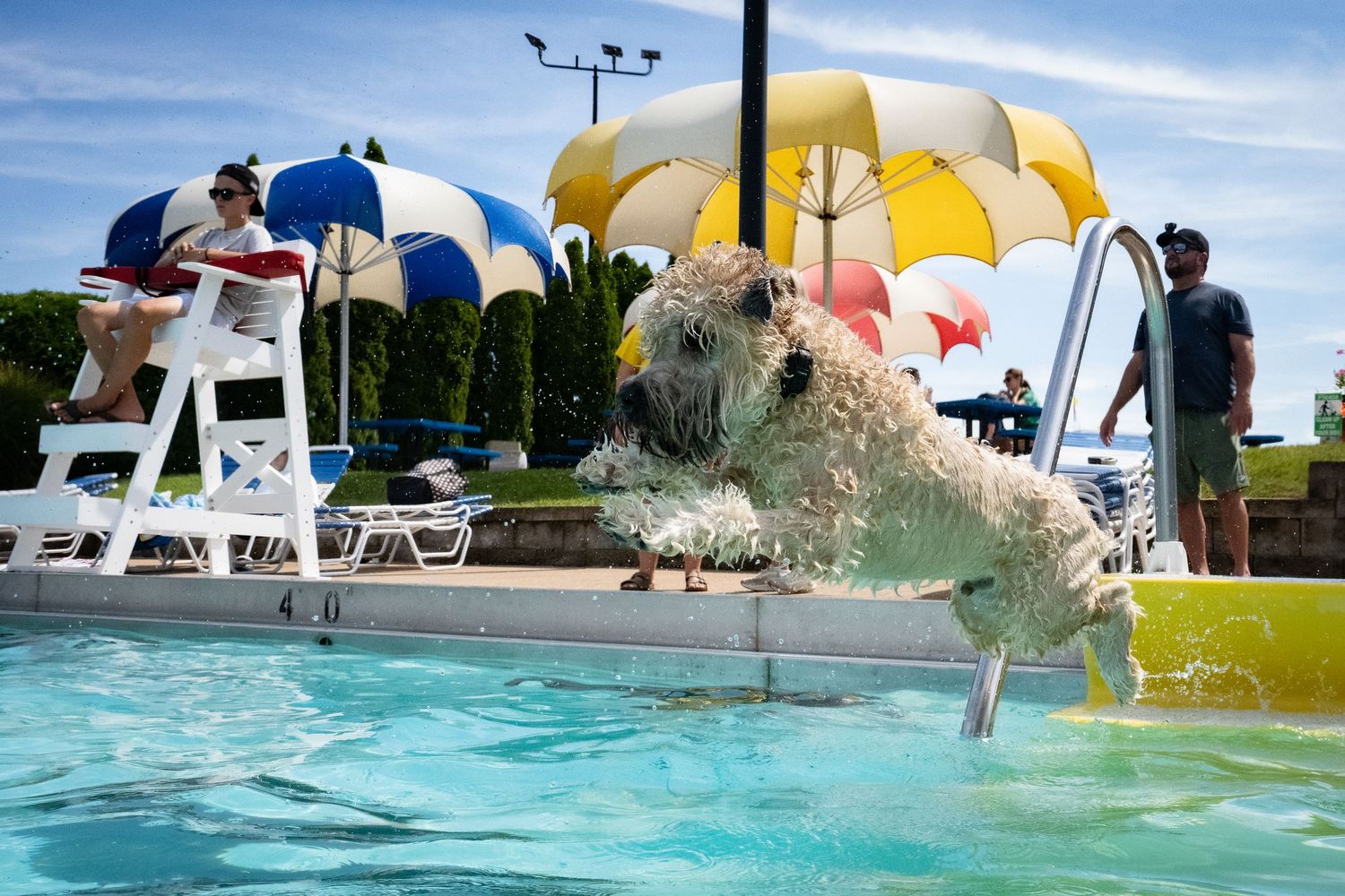 A fluffy dog leaps into an outdoor pool while people watch from poolside chairs.