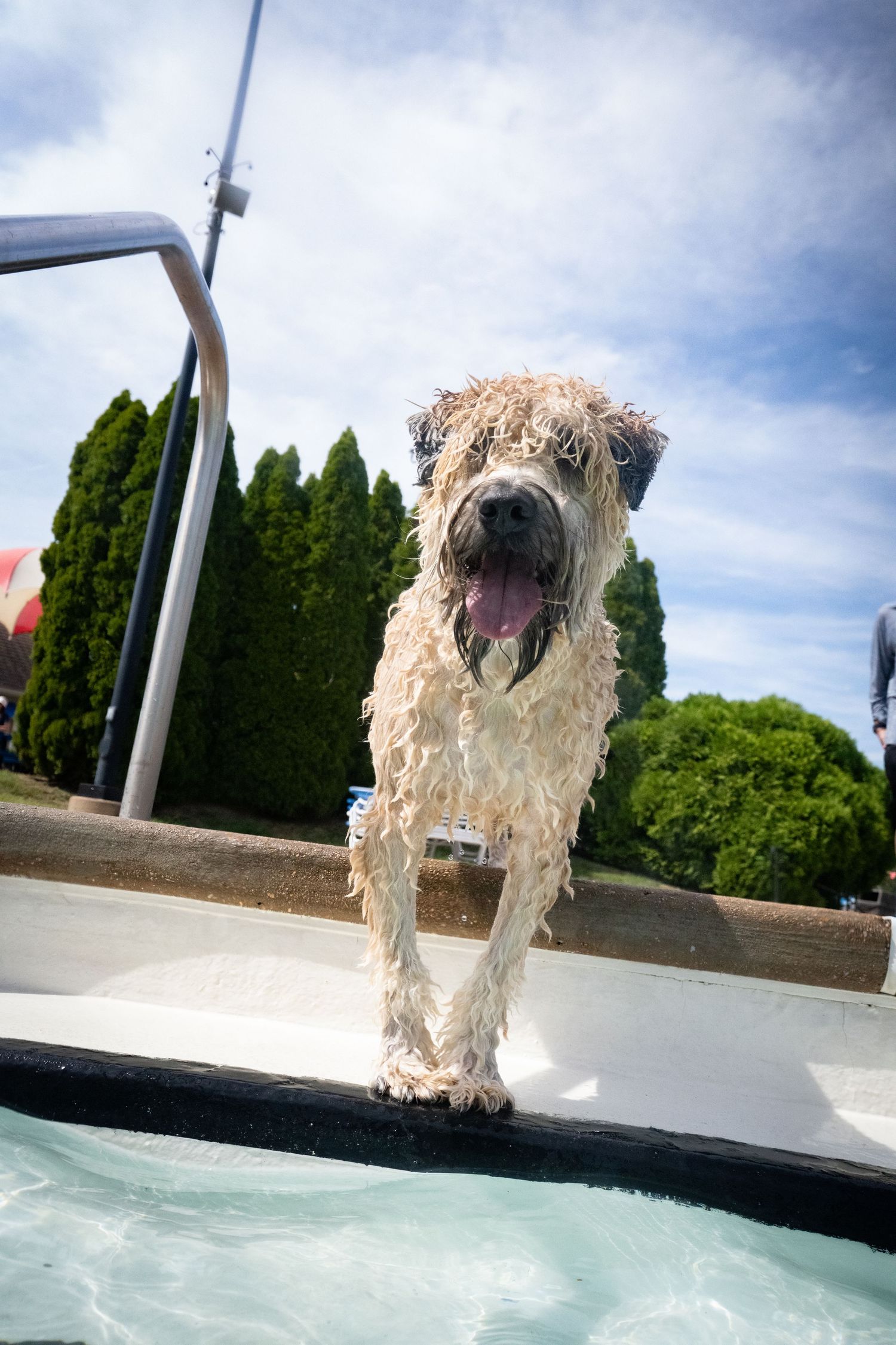 Wet shaggy white dog standing on pool edge with tongue out, green trees and blue sky behind.