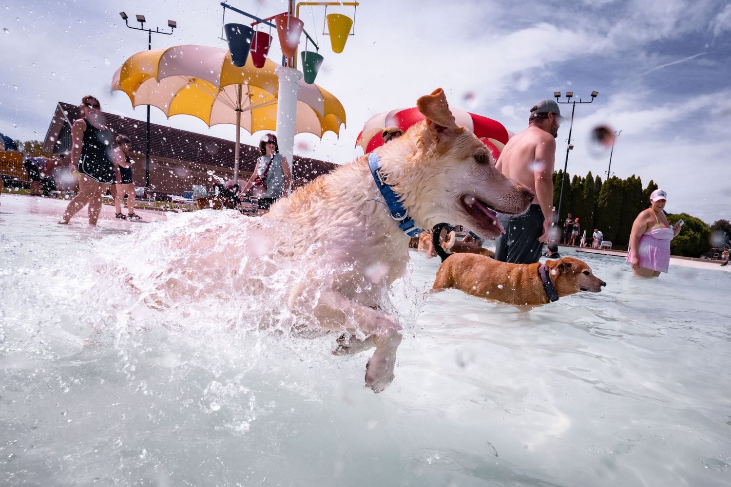 A golden dog splashes energetically through a crowded outdoor pool on a sunny day.