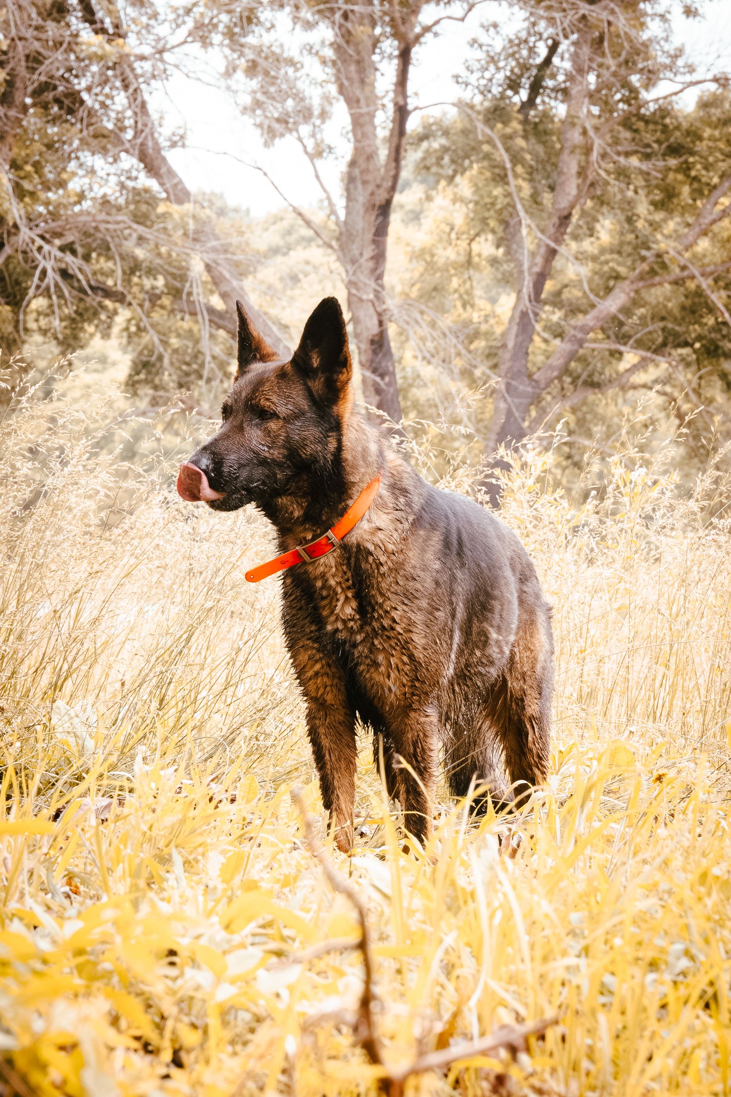 A wet dark German Shepherd wearing an orange collar stands alert in tall golden grass.