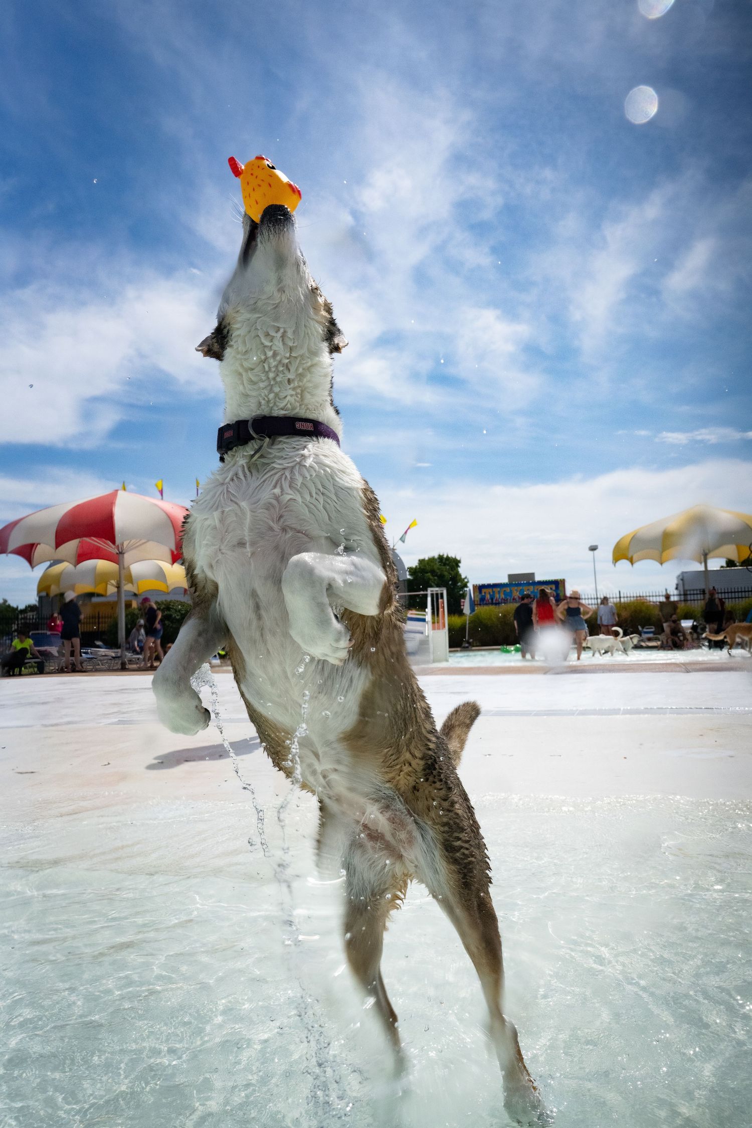 A dog jumps upright in a shallow pool catching a yellow toy under a bright blue sky.