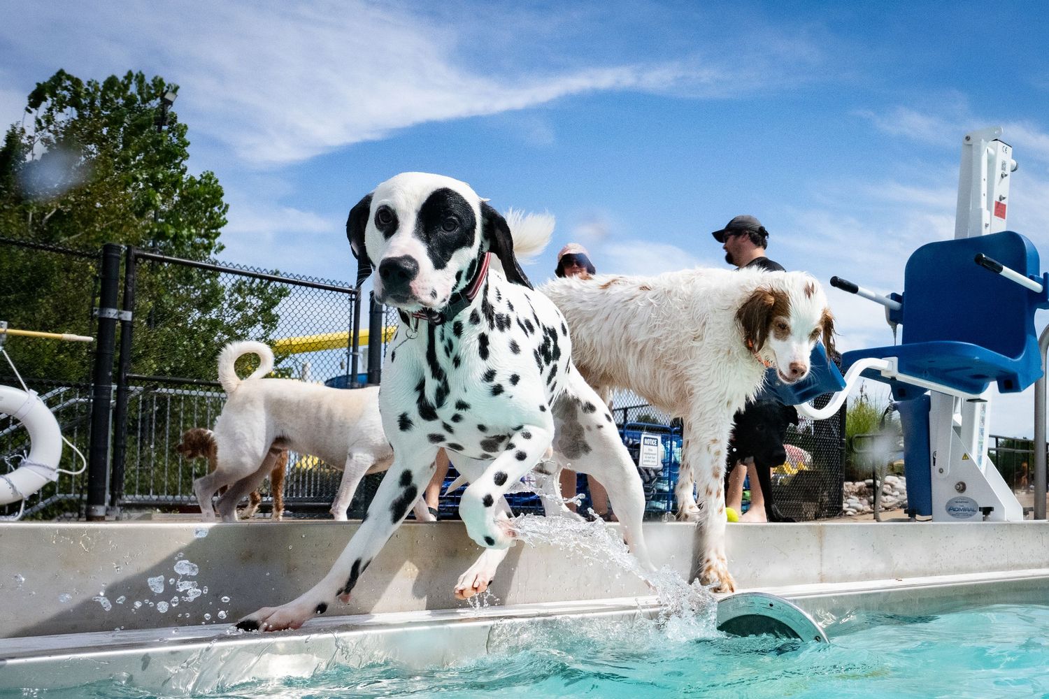 Two dogs, including a Dalmatian, leap into a outdoor swimming pool on a bright sunny day.