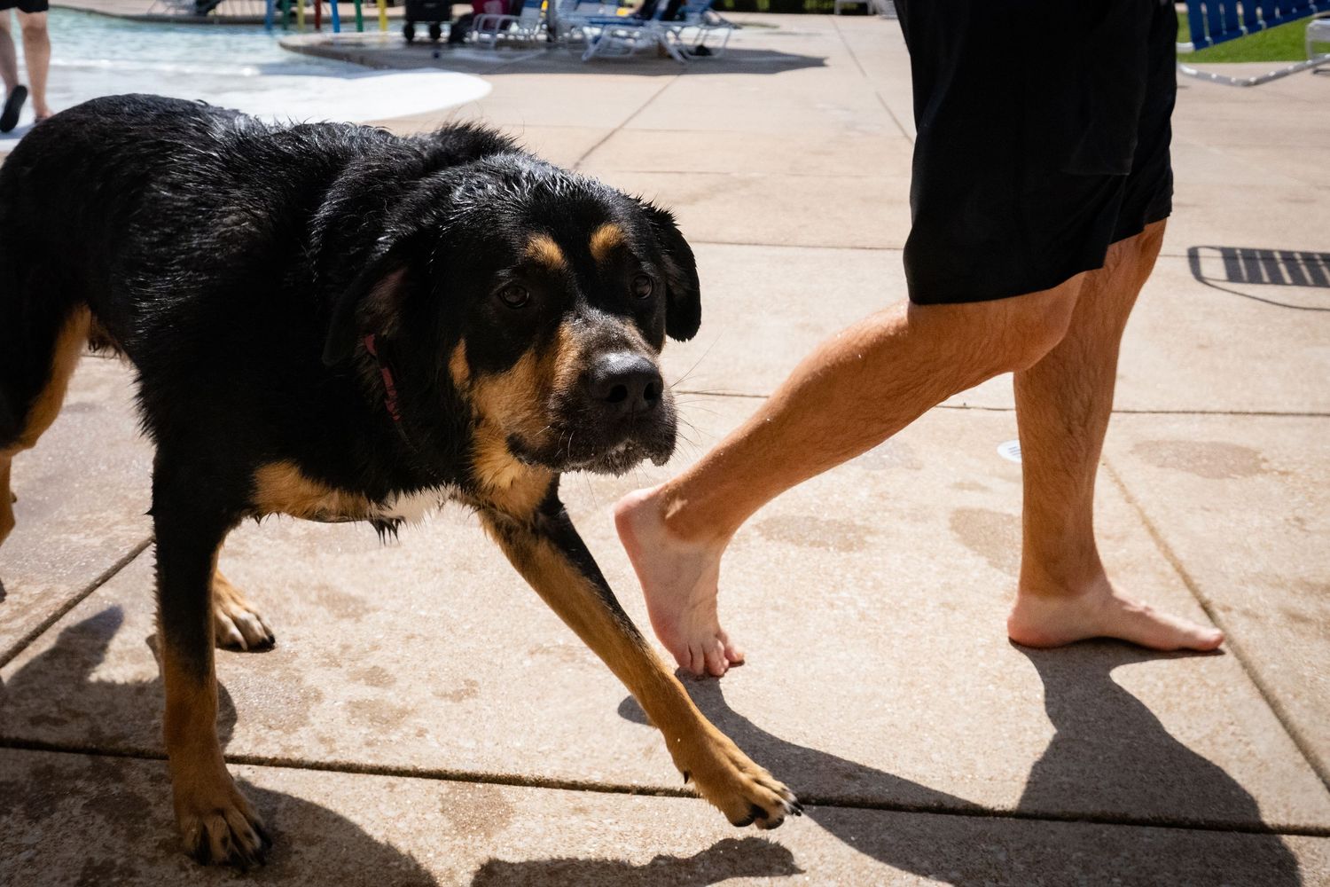 Black and tan dog walking alongside a barefoot person on wet concrete near a swimming pool.