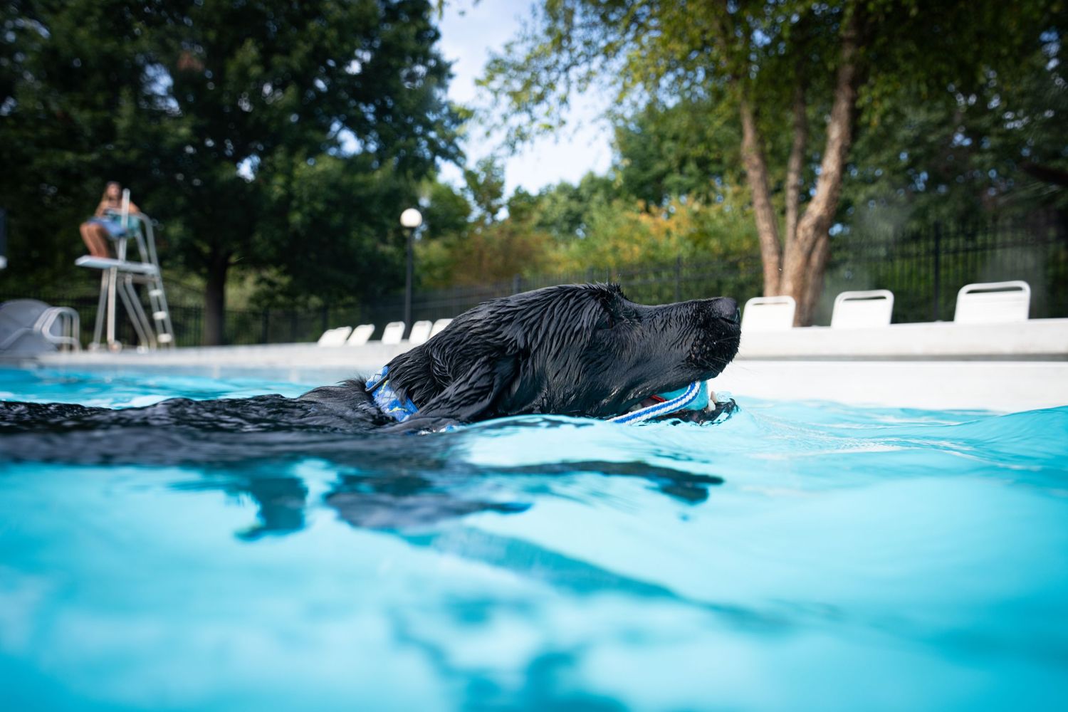 Black Labrador swimming in a bright blue outdoor pool with a person standing near the poolside in the background.