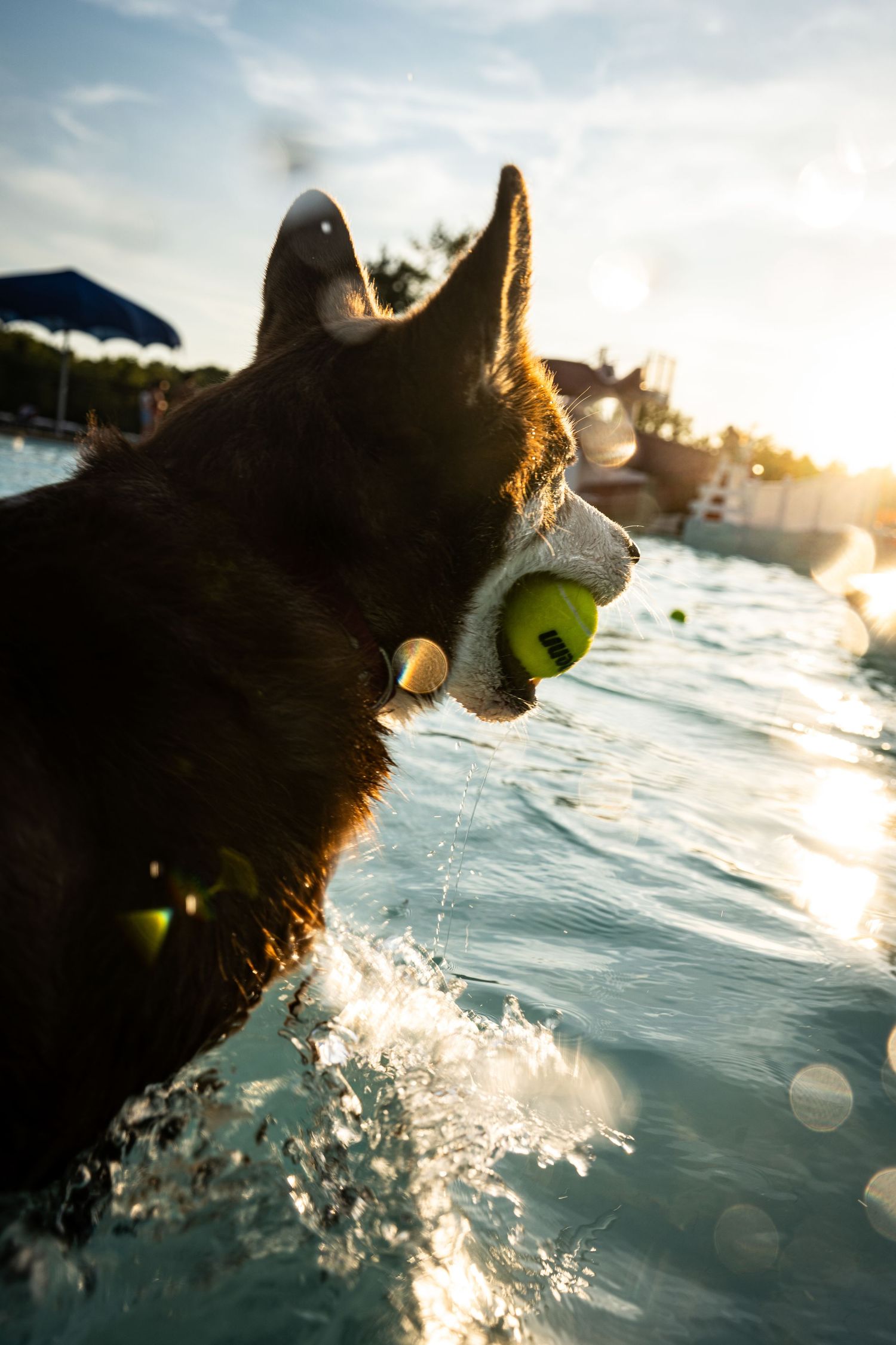A wet dog carries a tennis ball in its mouth while swimming in a sunlit pool at golden hour.