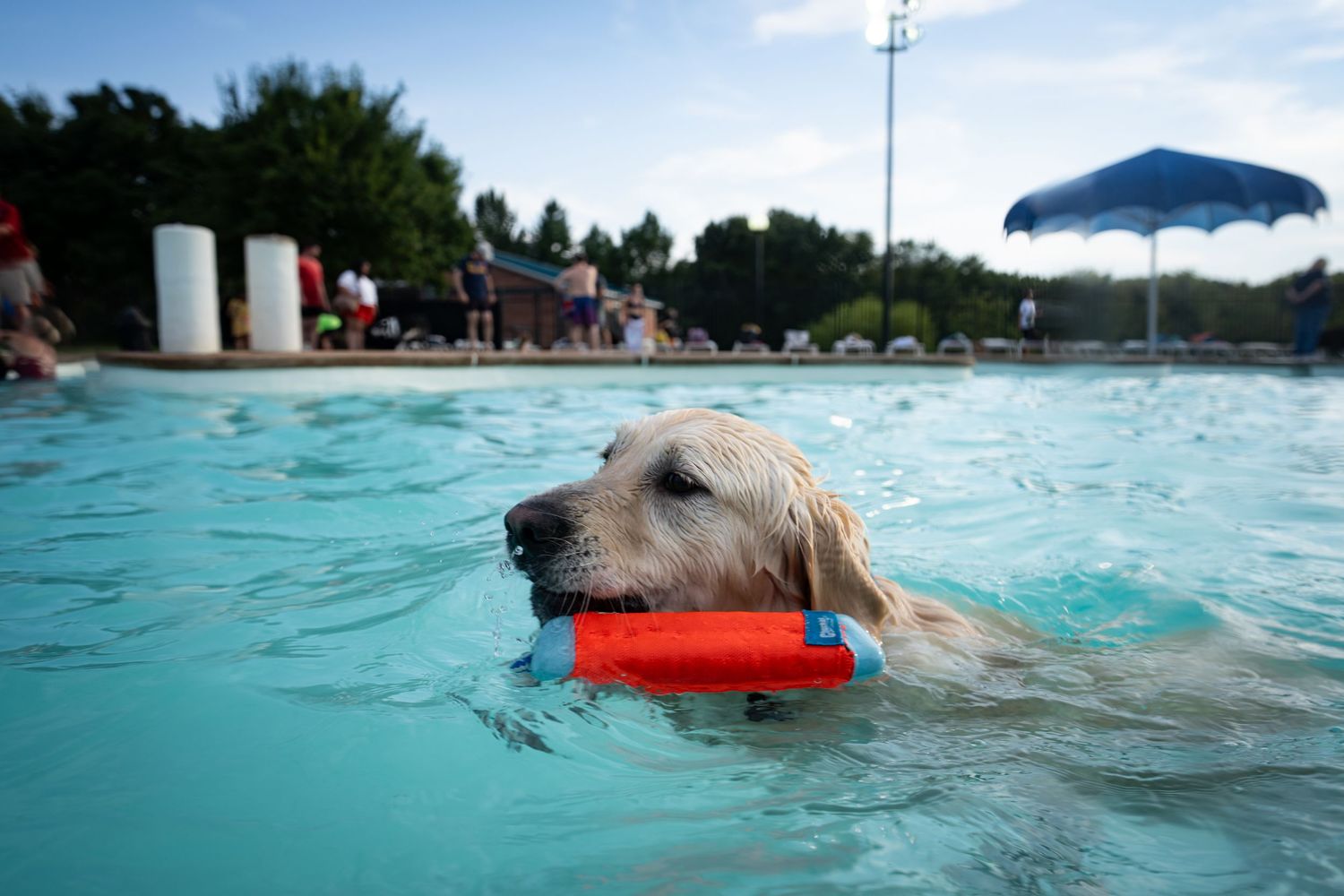 Golden retriever swimming in a pool carrying a red toy in its mouth on a sunny day.