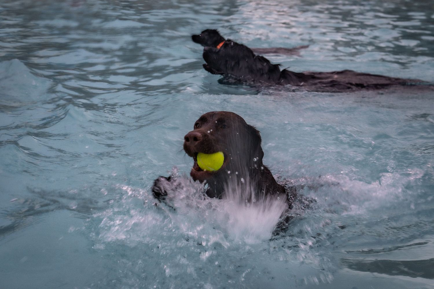 Two dark Labrador Retrievers swimming in a pool, one carrying a yellow tennis ball in its mouth.