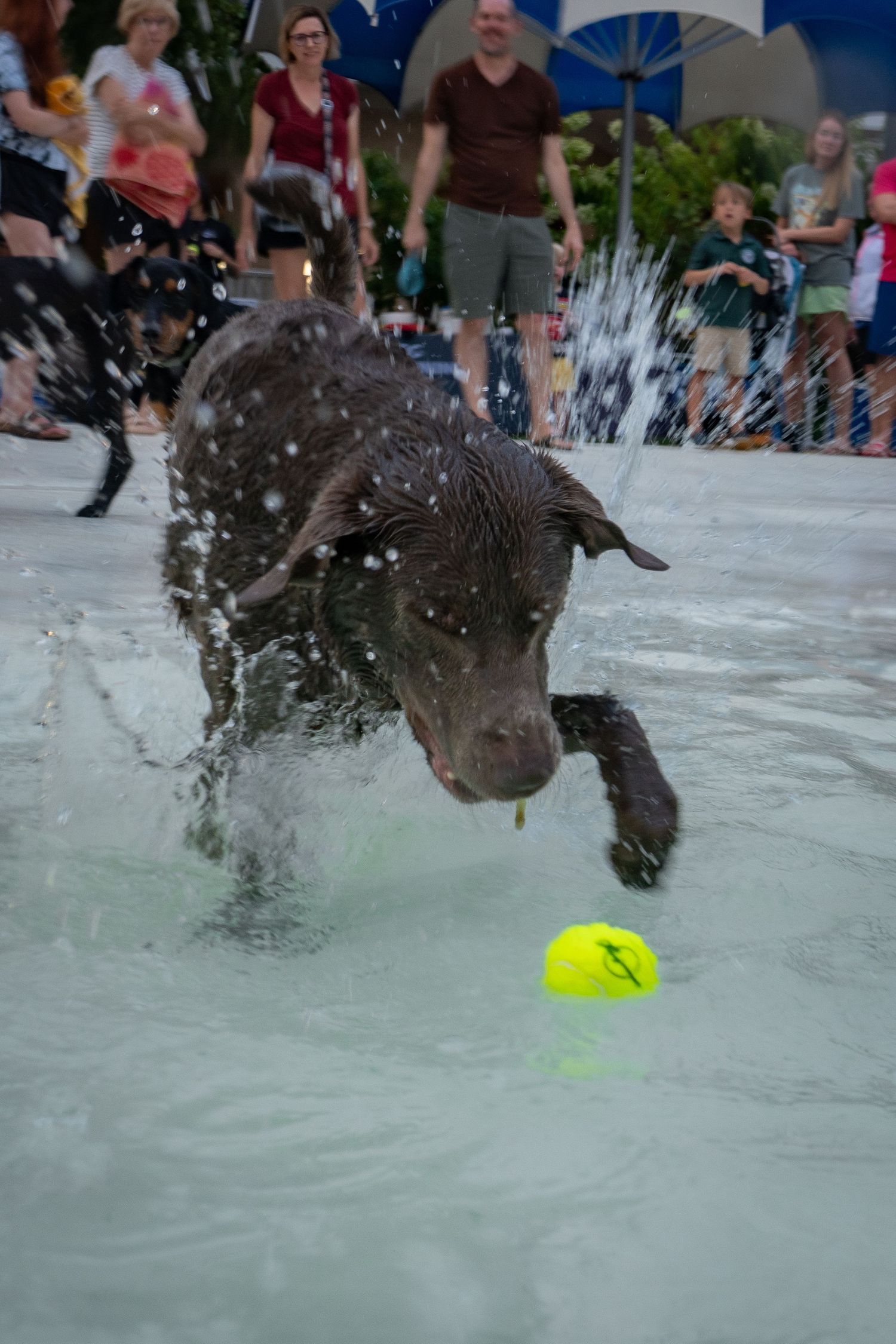Wet brown Labrador retriever leaping through splashing water toward a yellow tennis ball at an outdoor dog swimming event.