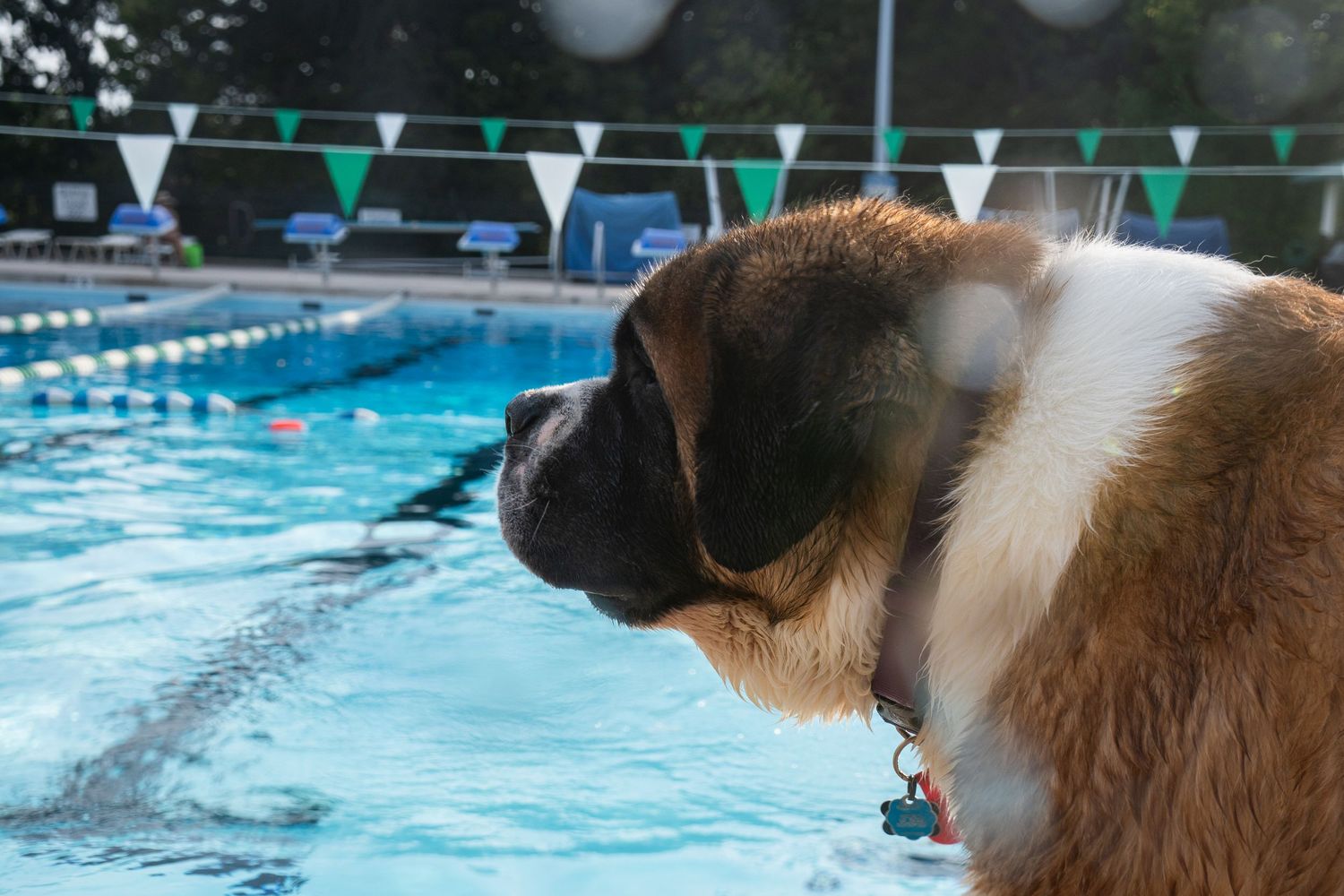 A large Saint Bernard dog stands at the edge of an outdoor swimming pool with lane markers and green pennant flags.