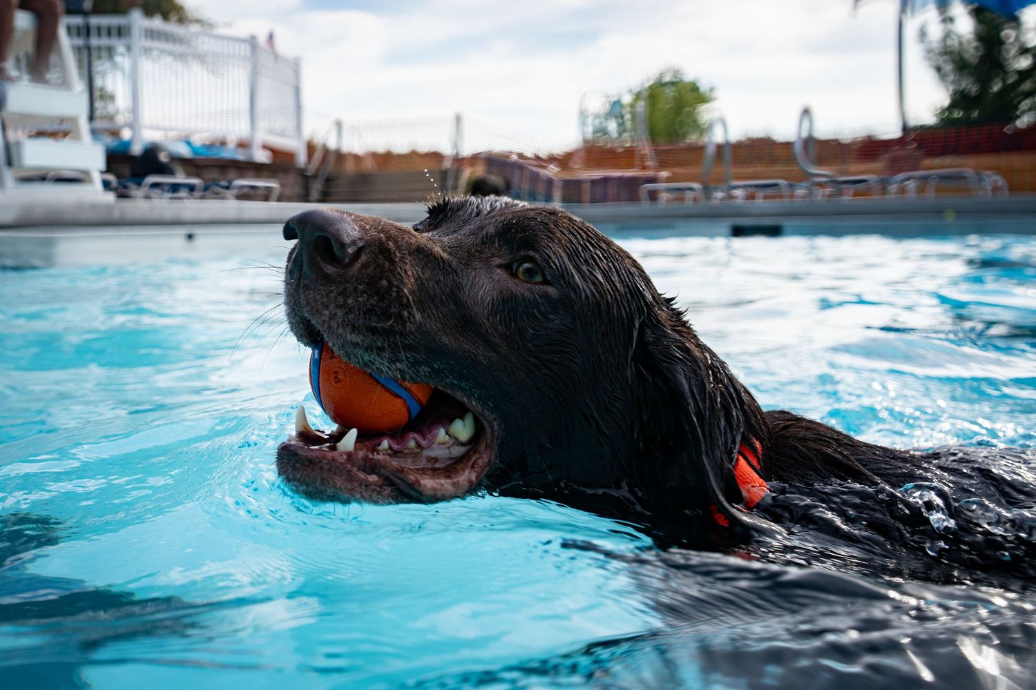 A dark Labrador Retriever swimming in a blue pool while carrying an orange ball in its mouth.