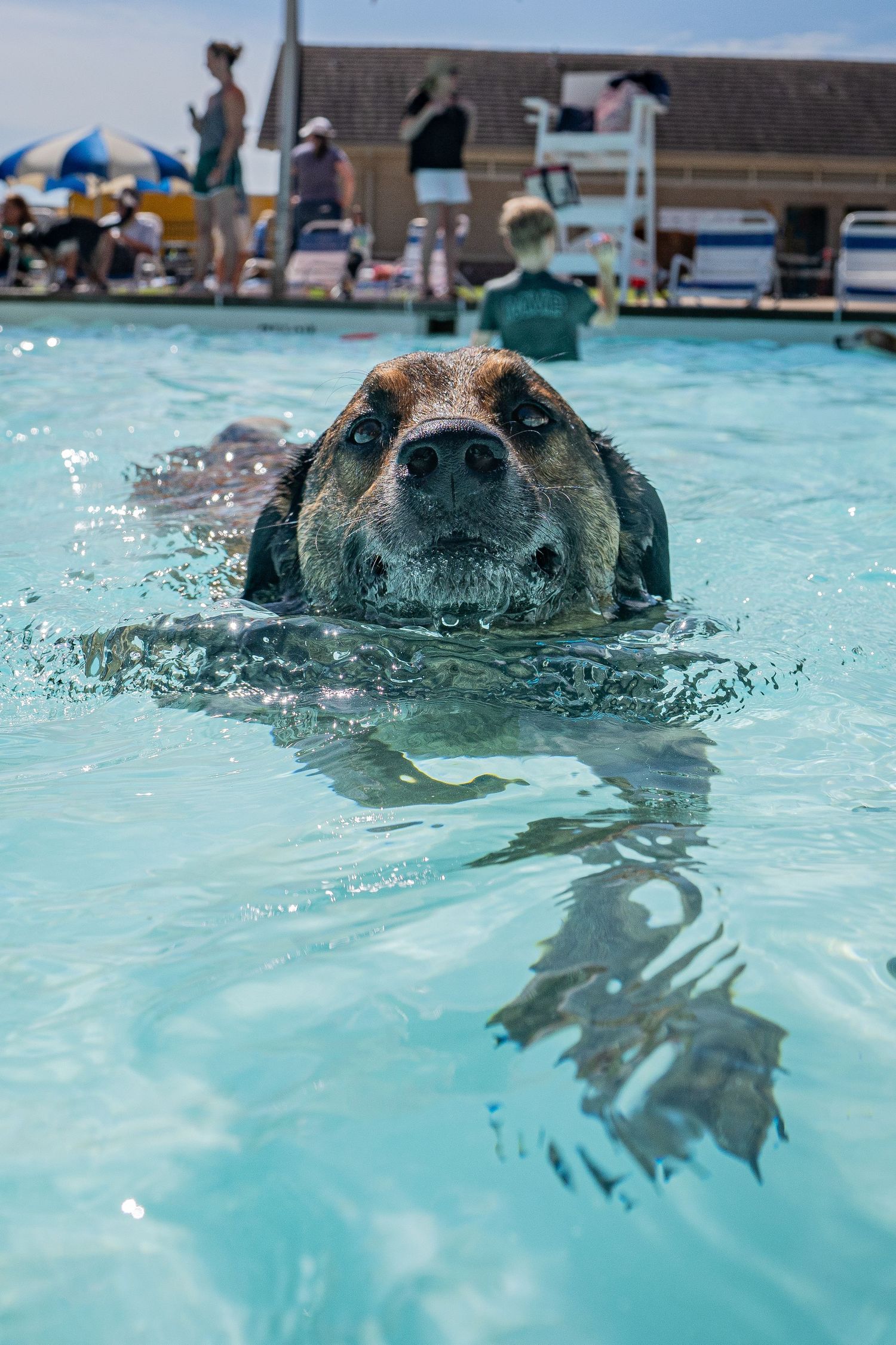 A dog swimming in a clear blue pool with its nose above water, people and umbrellas visible in the background.