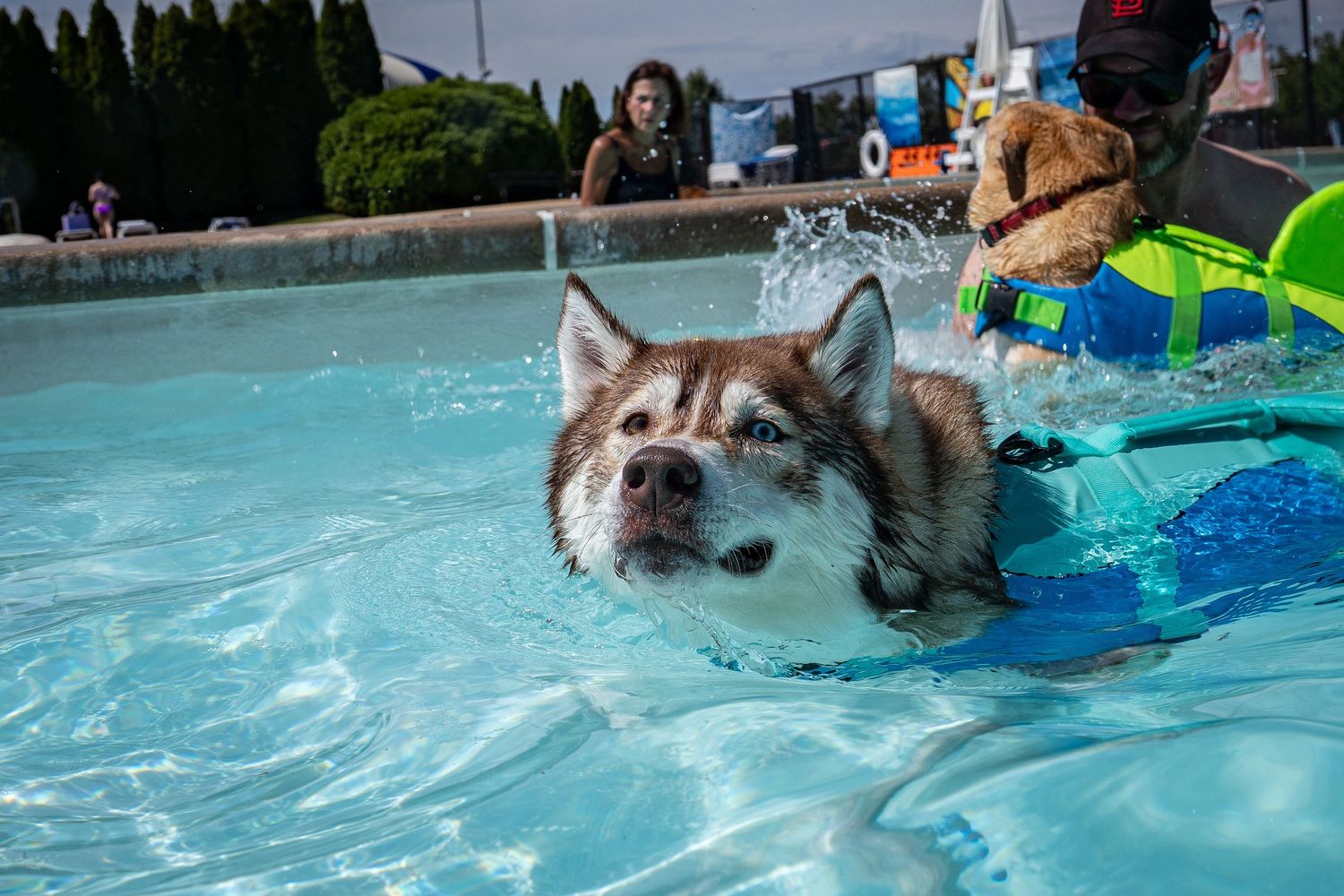 A Siberian Husky wearing a blue life jacket swims in a pool while a person assists nearby.