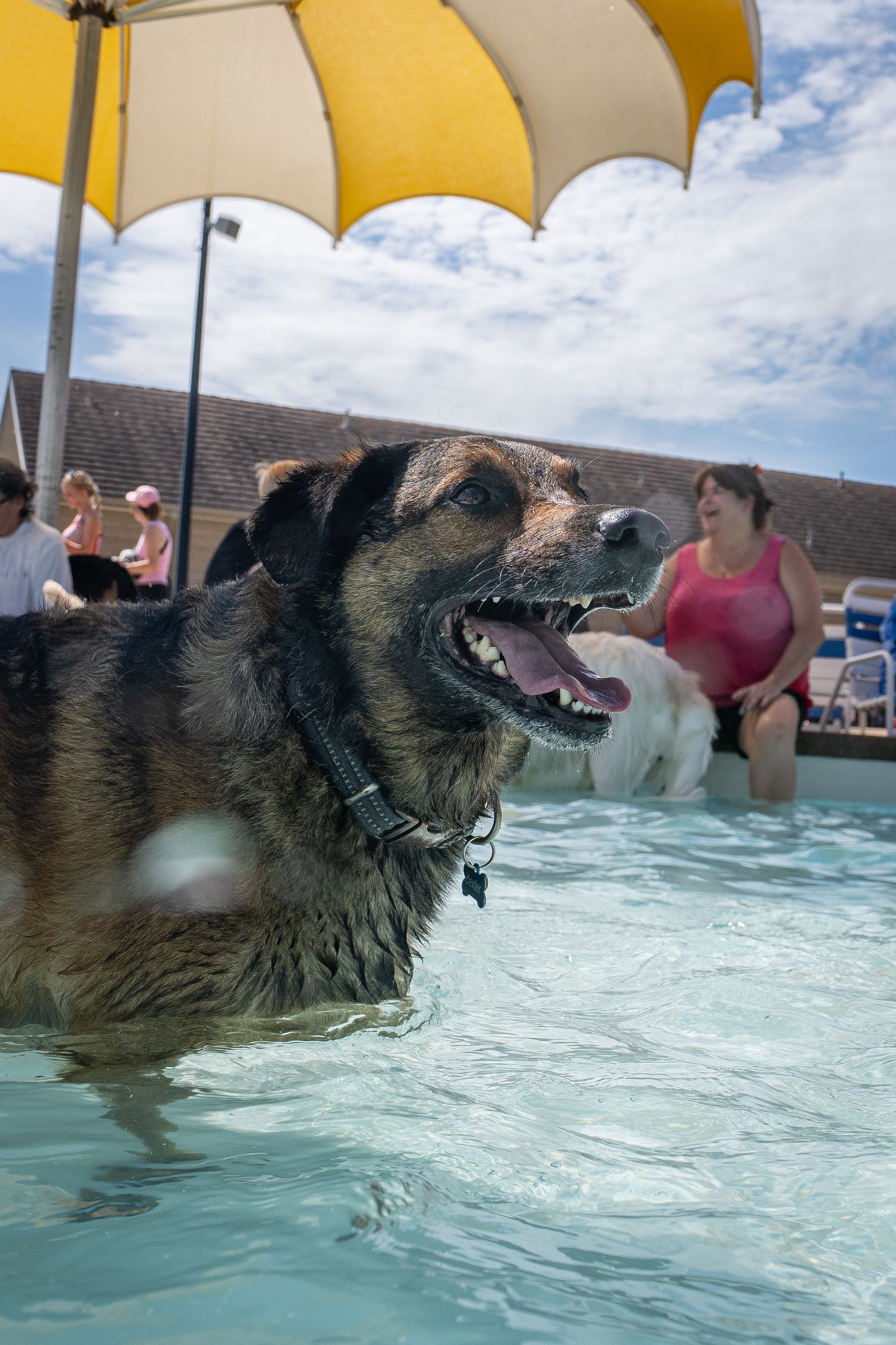 A wet brindle dog stands in a pool with mouth open while a woman in pink swimsuit looks on.