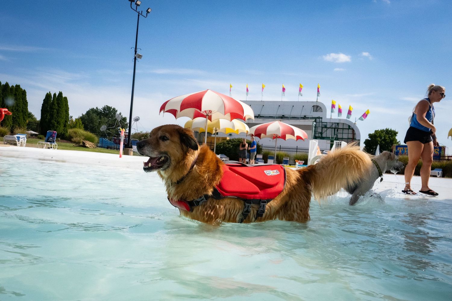 Golden retriever wearing a red life jacket wading in a shallow pool on a sunny day with colorful umbrellas in background.