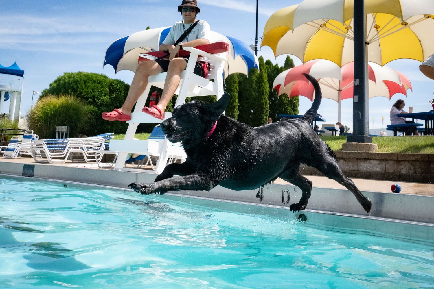 A black Labrador leaping into an outdoor pool while a person sits in a lifeguard chair.