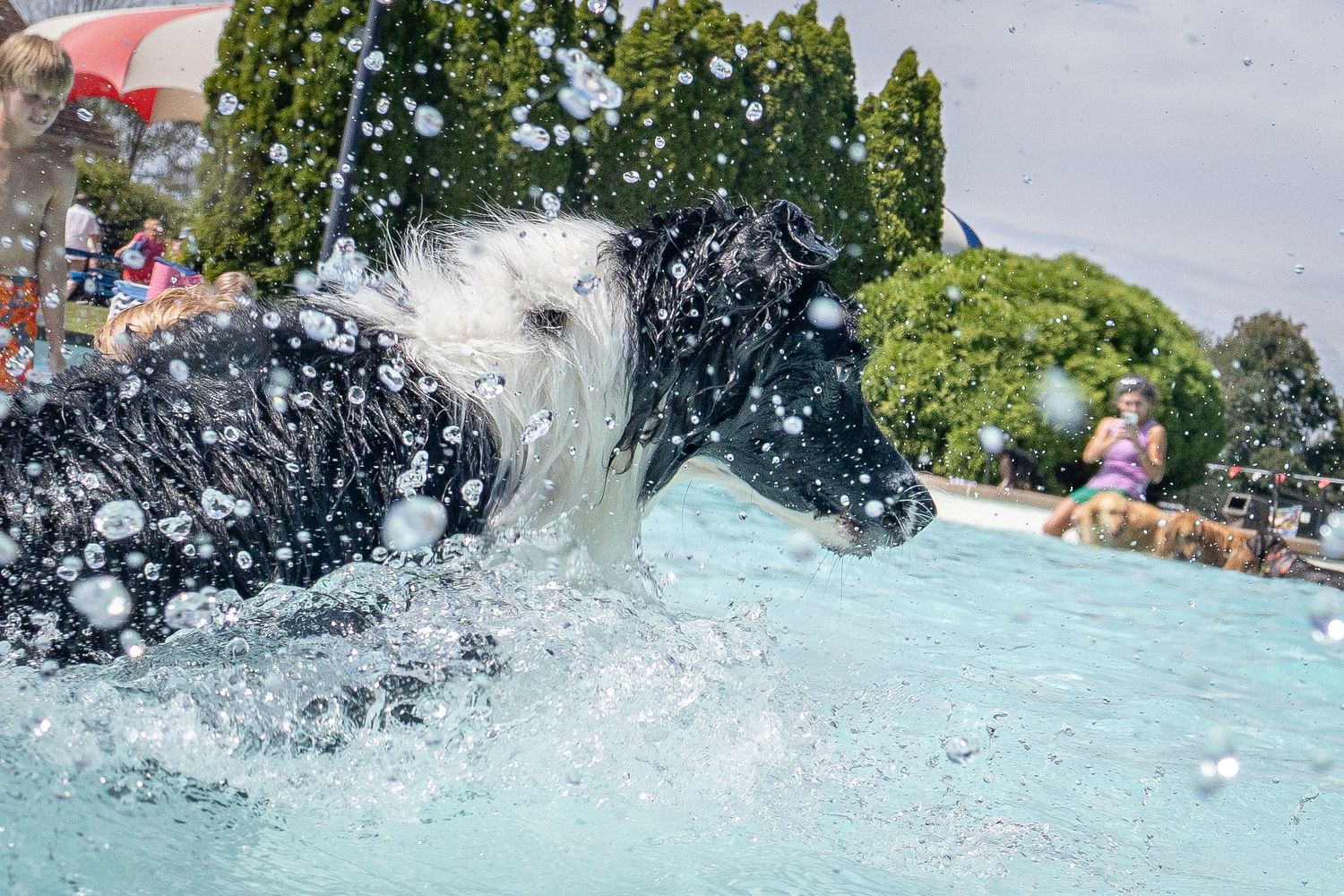 A black and white dog splashes energetically into a bright blue outdoor swimming pool.