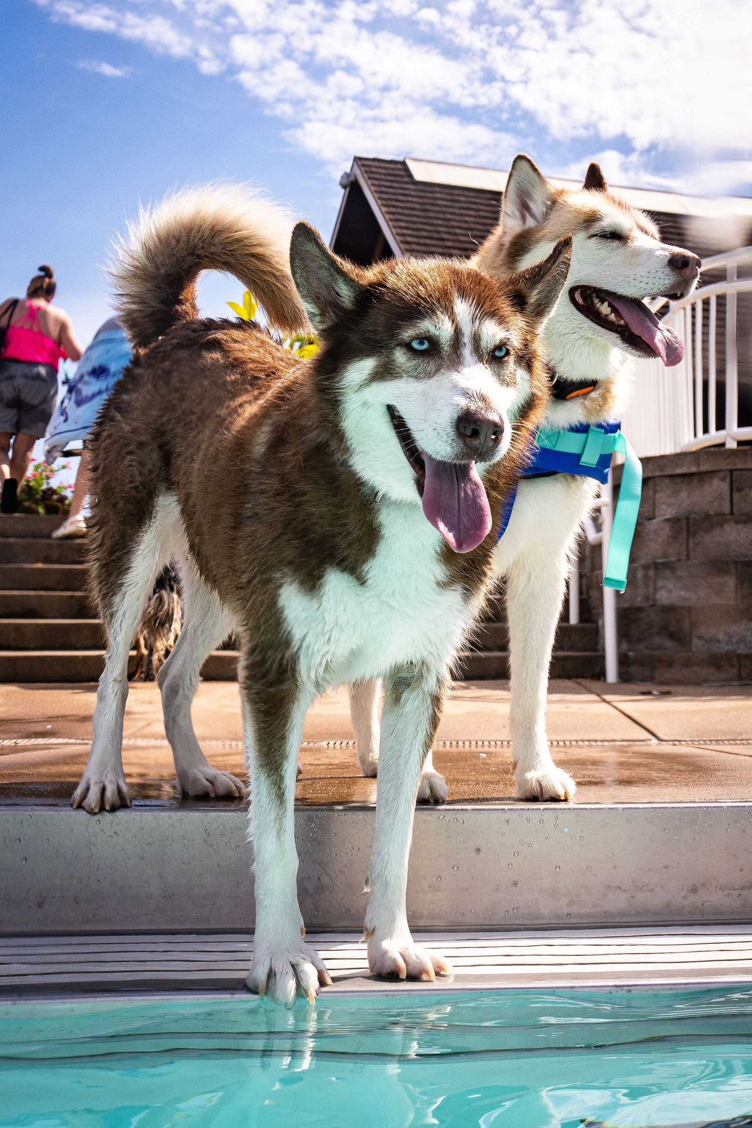 Two wet Siberian Huskies with tongues out stand at the edge of a pool on a bright sunny day.