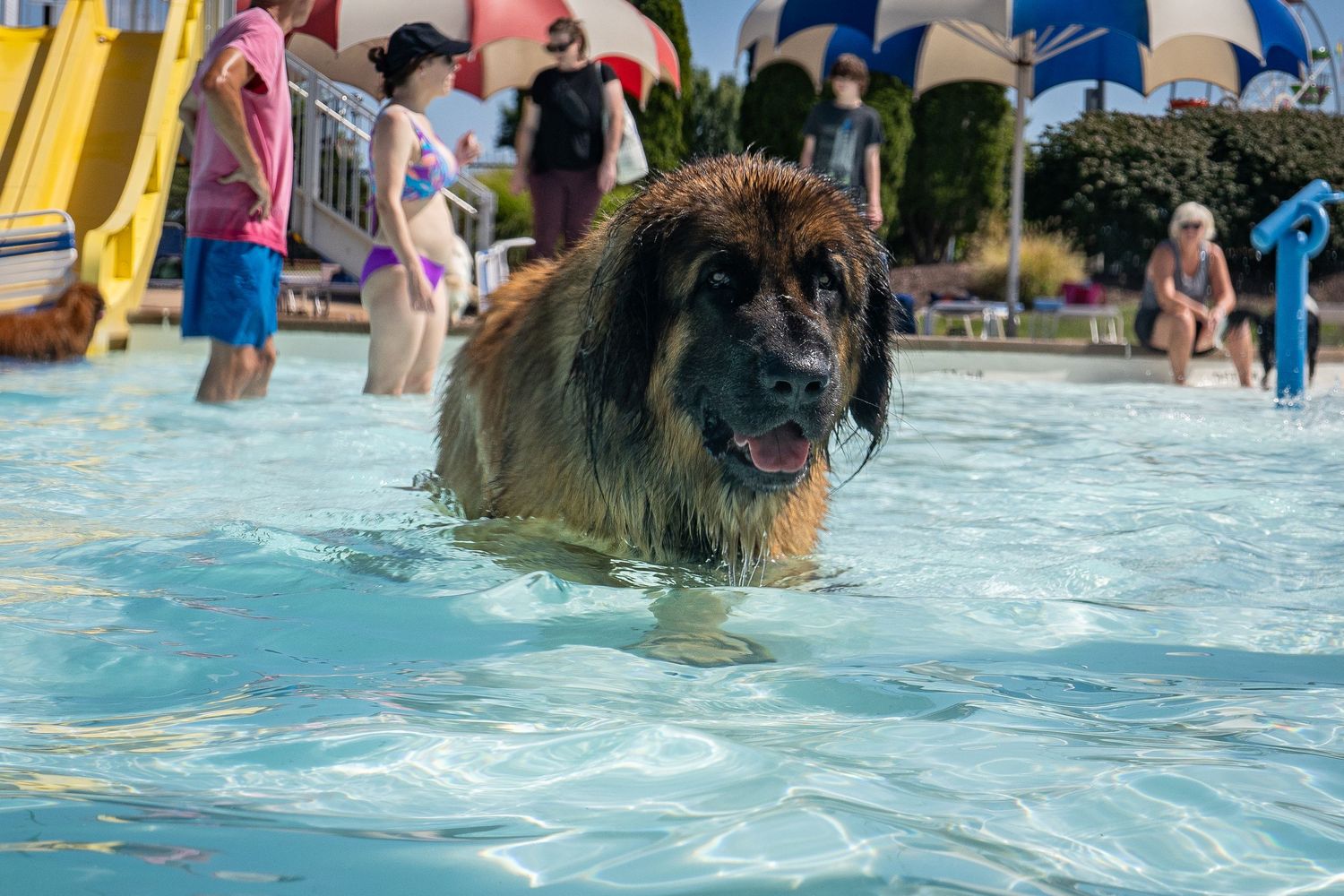 A fluffy wet Leonberger dog walks through a public swimming pool with people in the background.