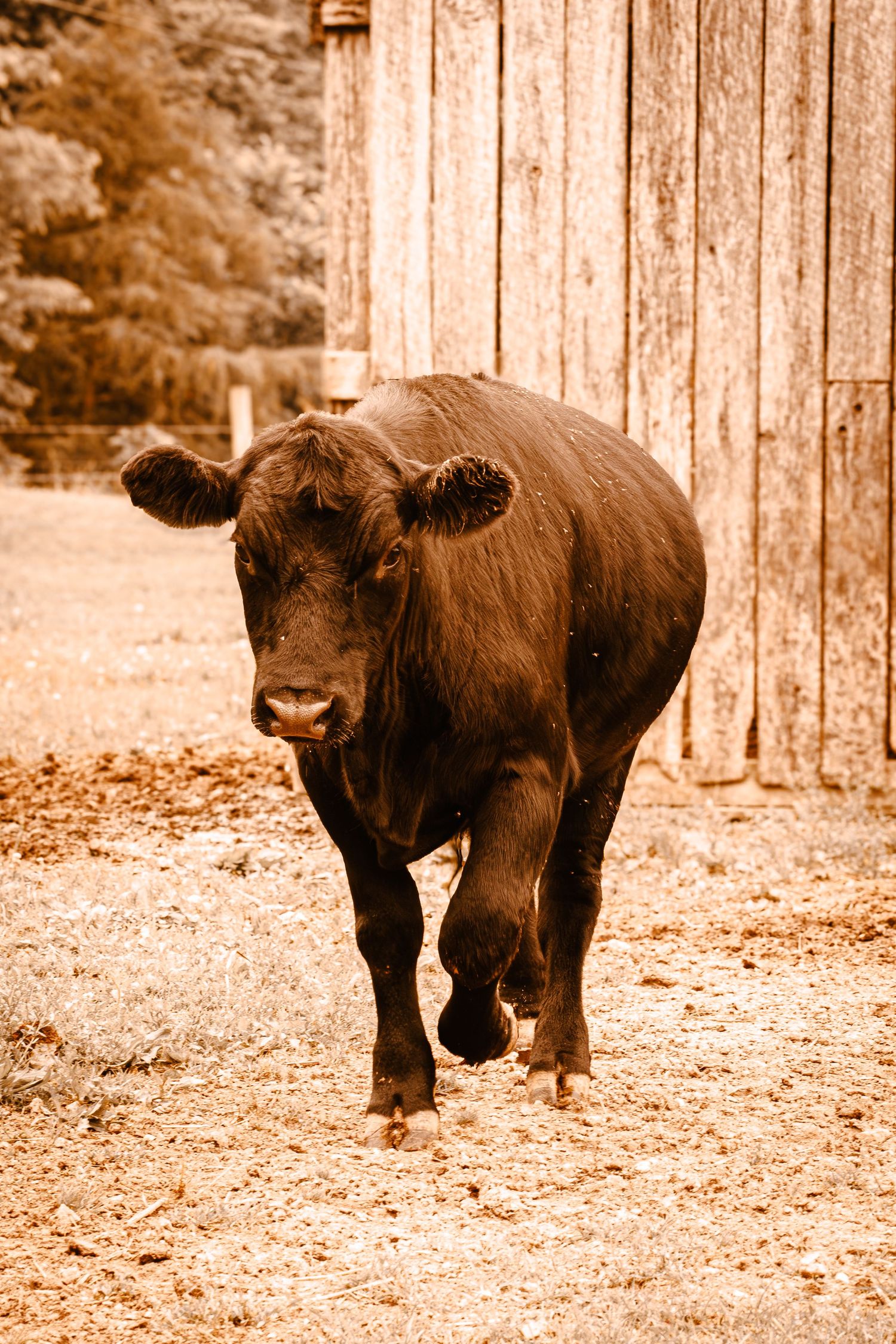 Black Angus cow walking toward camera near a weathered wooden barn in sepia-toned lighting.