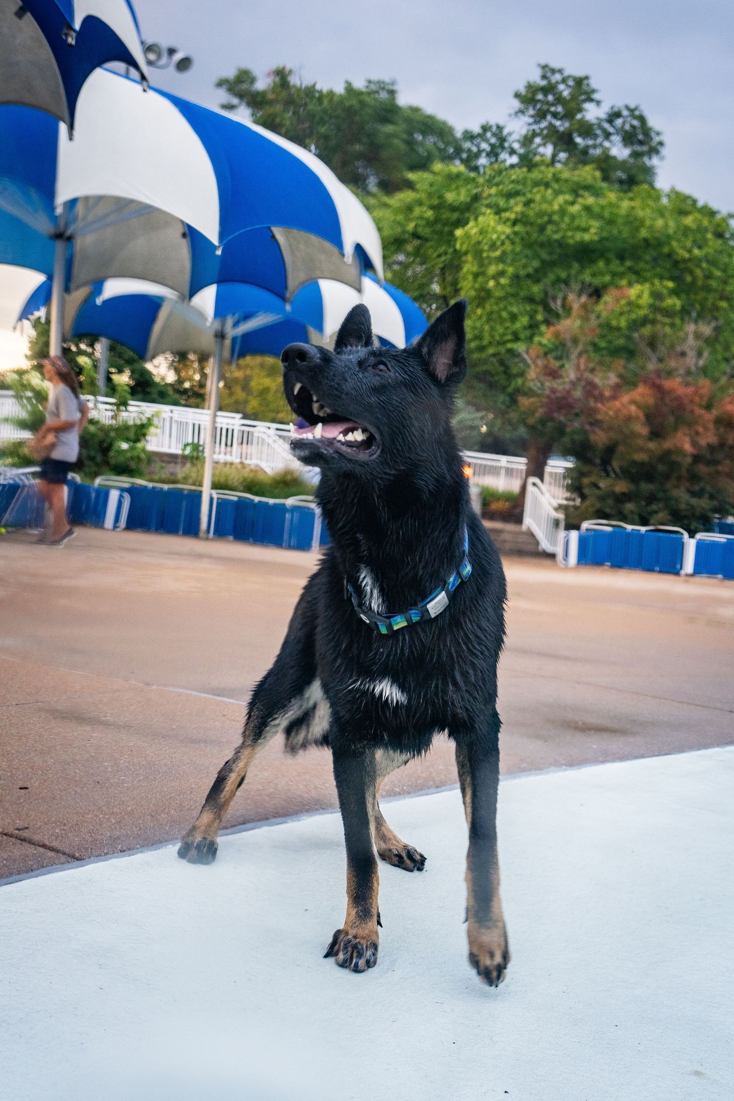 Wet black German Shepherd dog standing outdoors near a pool with blue and white striped umbrellas in background.