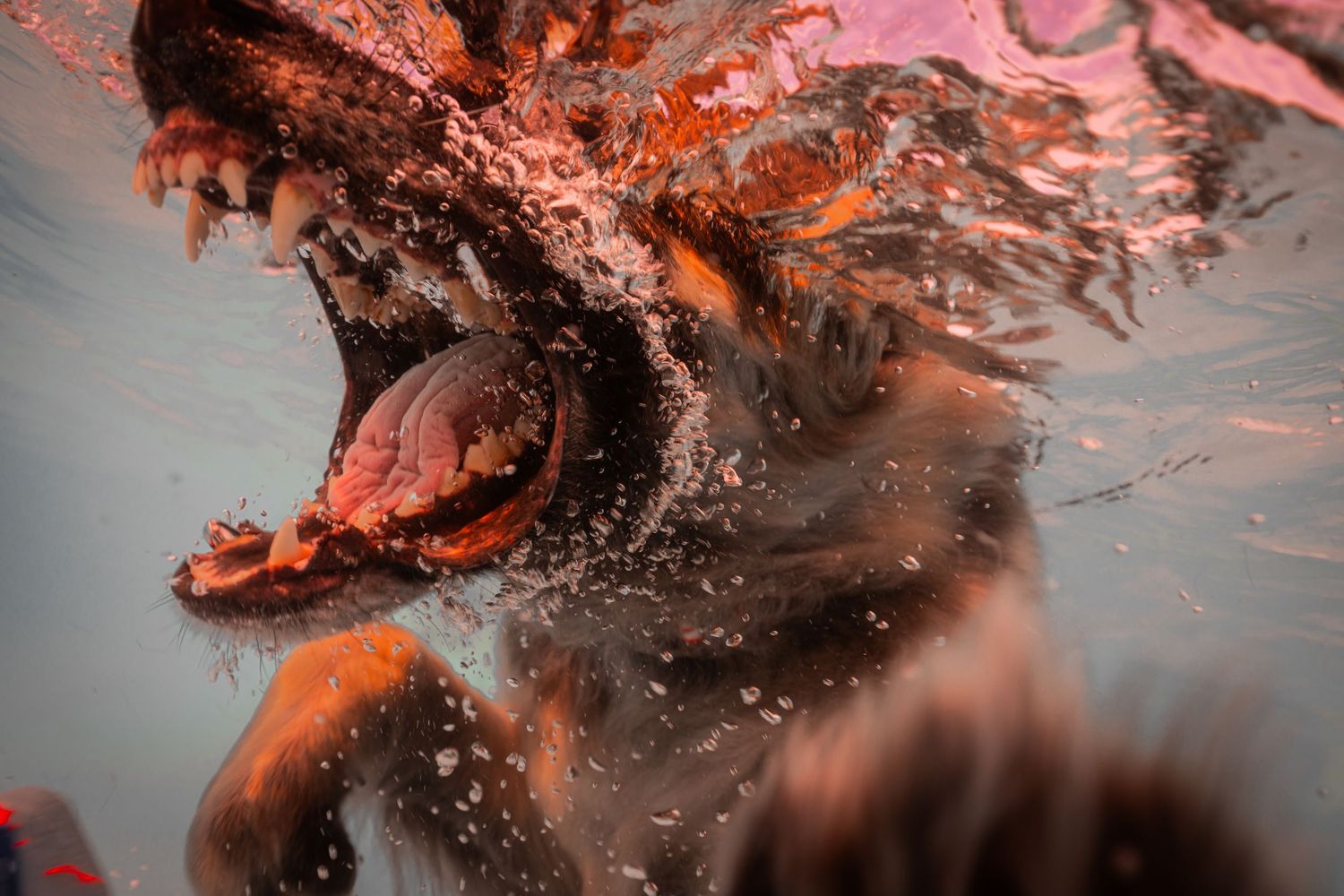 Underwater photo of a dog with mouth wide open, captured mid-dive with dramatic lighting and water bubbles.