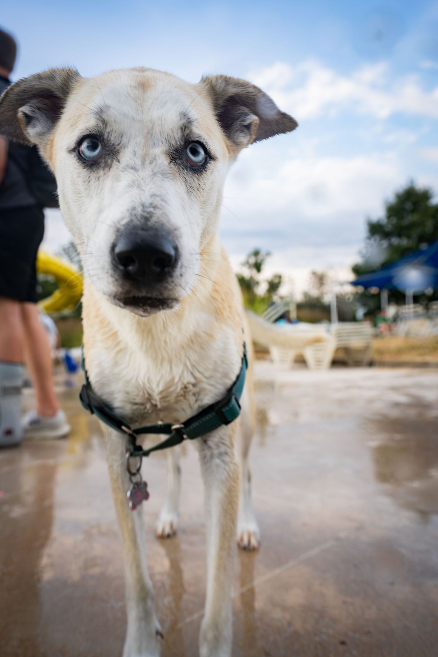 A wet blue-eyed dog with a green collar stands on a wet surface outdoors, looking directly at the camera.