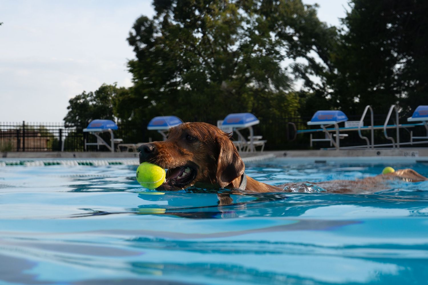 Brown dog swimming in a pool with a tennis ball in its mouth, blue lounge chairs visible in the background.