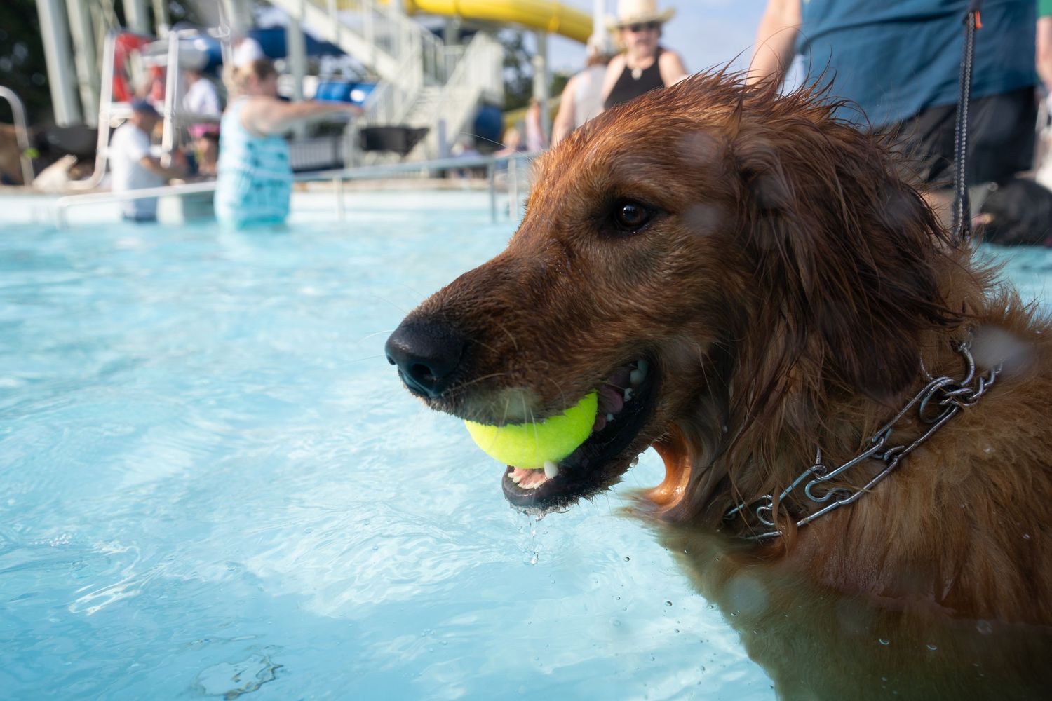 A golden retriever dog holding a tennis ball in its mouth while standing in a swimming pool wearing a chain collar.