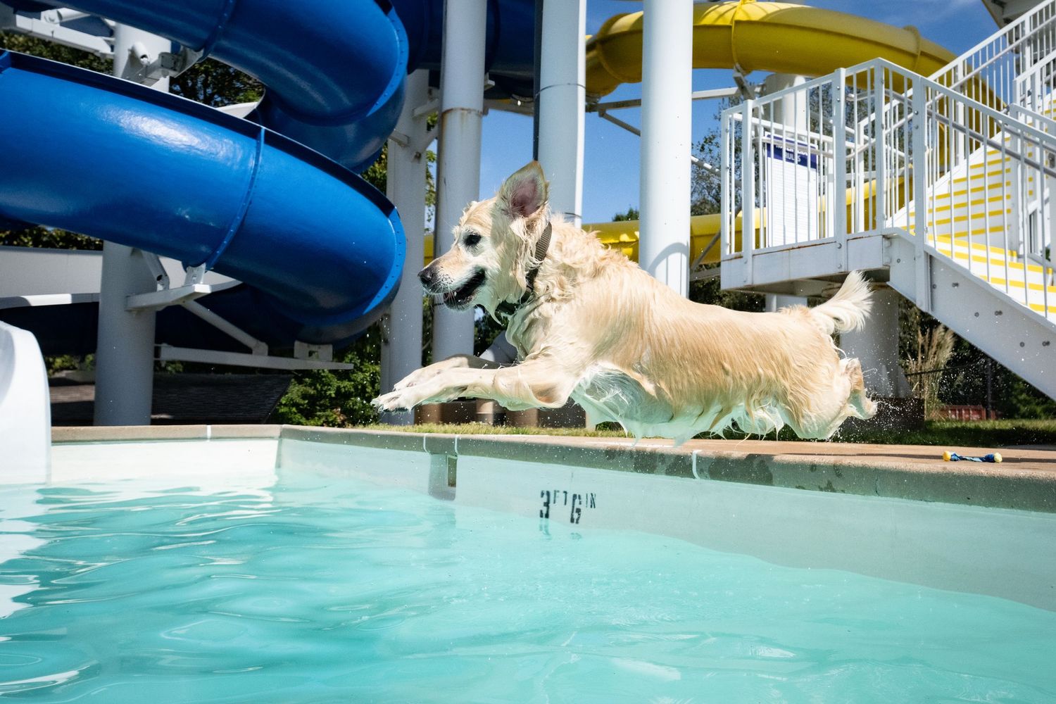 A golden retriever leaping into a pool beside a blue water slide on a sunny day.
