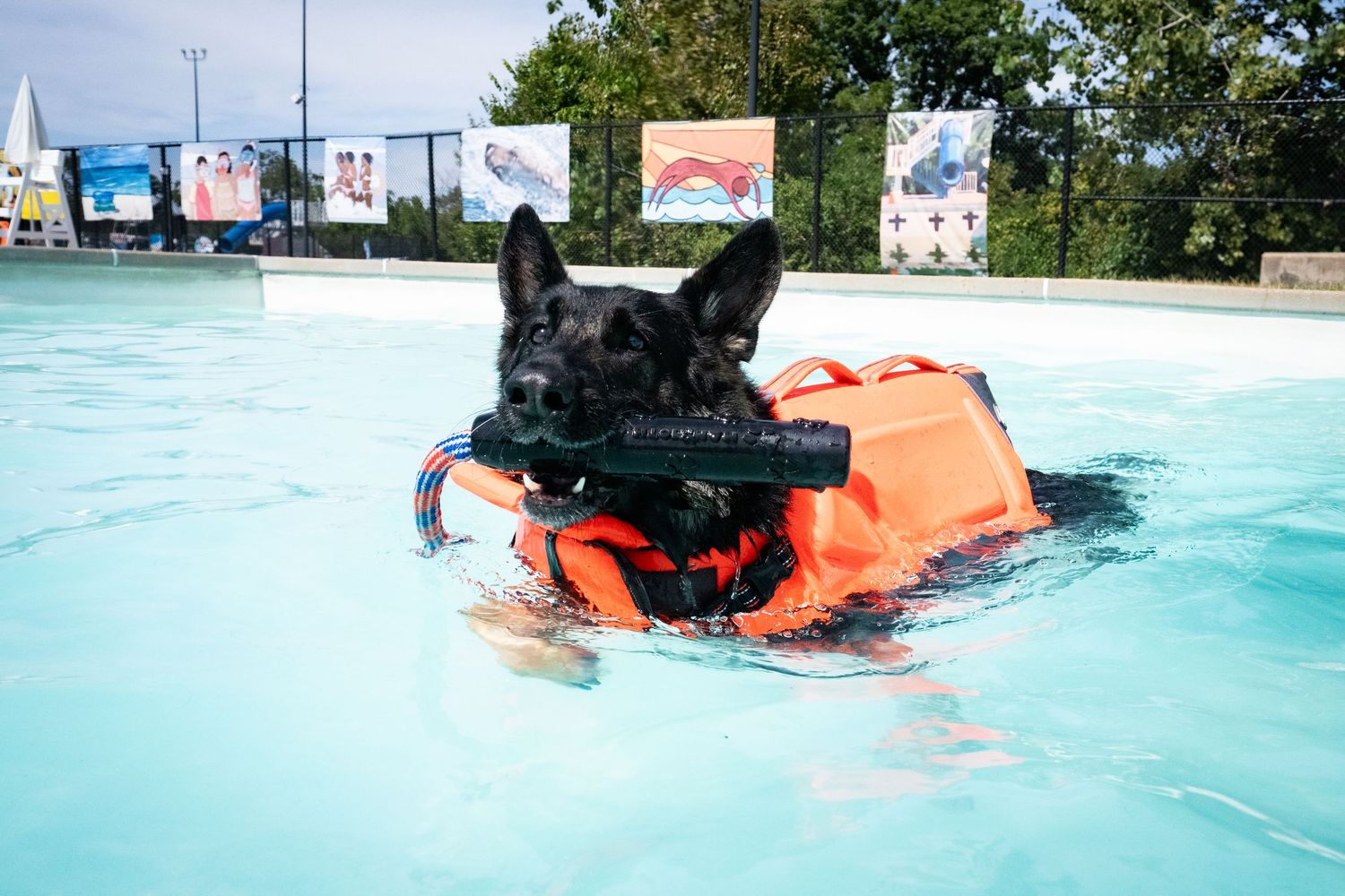 A black dog wearing an orange life jacket swimming with a toy in an outdoor pool.