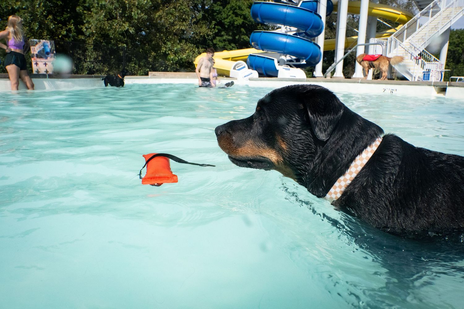 Rottweiler swimming in a pool toward an orange toy with a colorful water slide in the background.