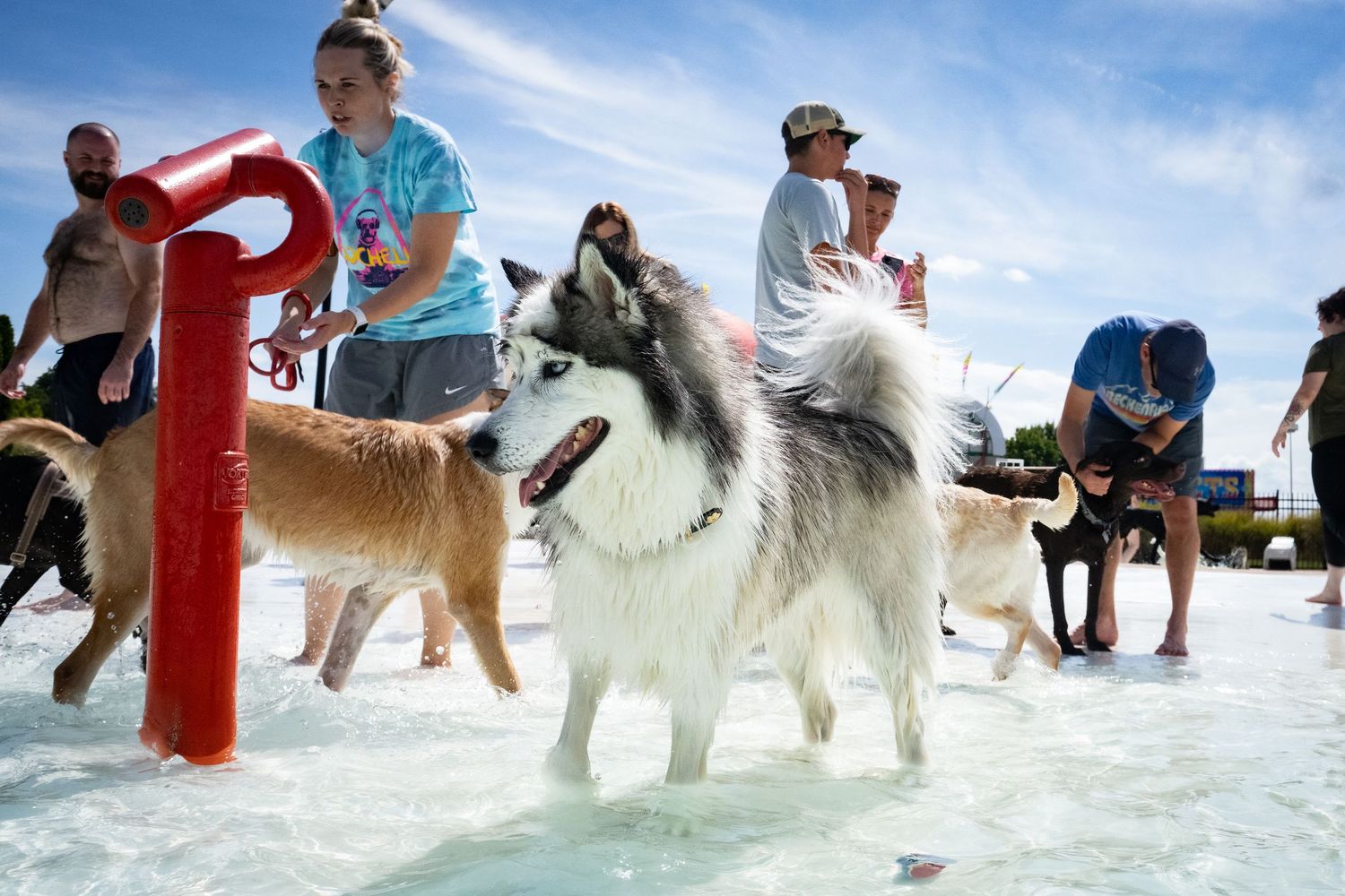 A fluffy Husky and other dogs stand in a shallow pool surrounded by people on a sunny day.