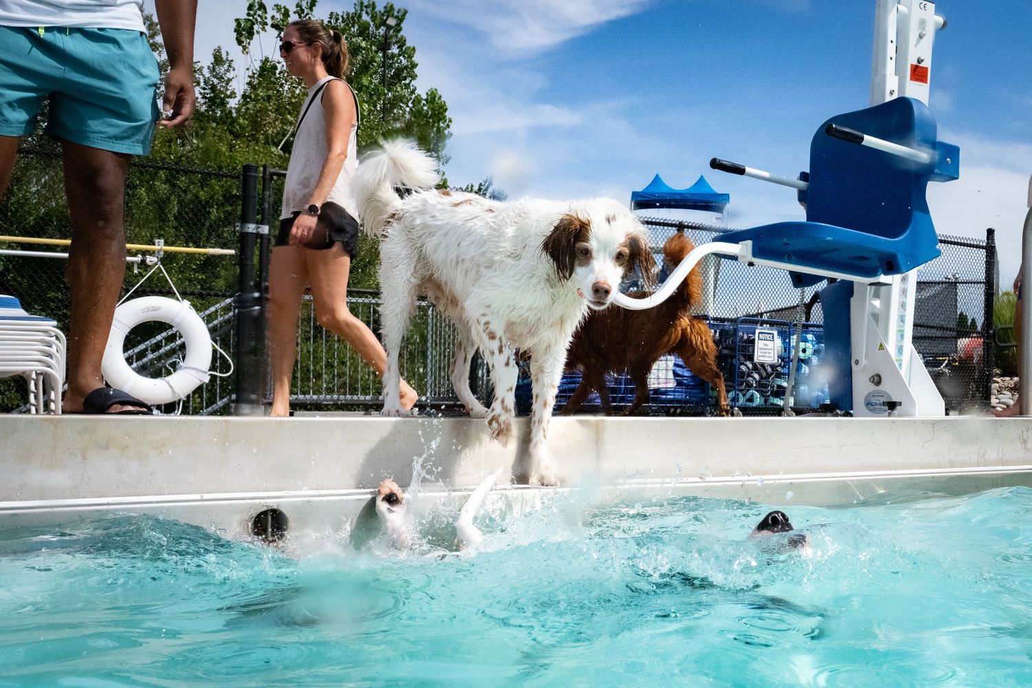 A spotted dog leaps into an outdoor pool while another dog swims below.
