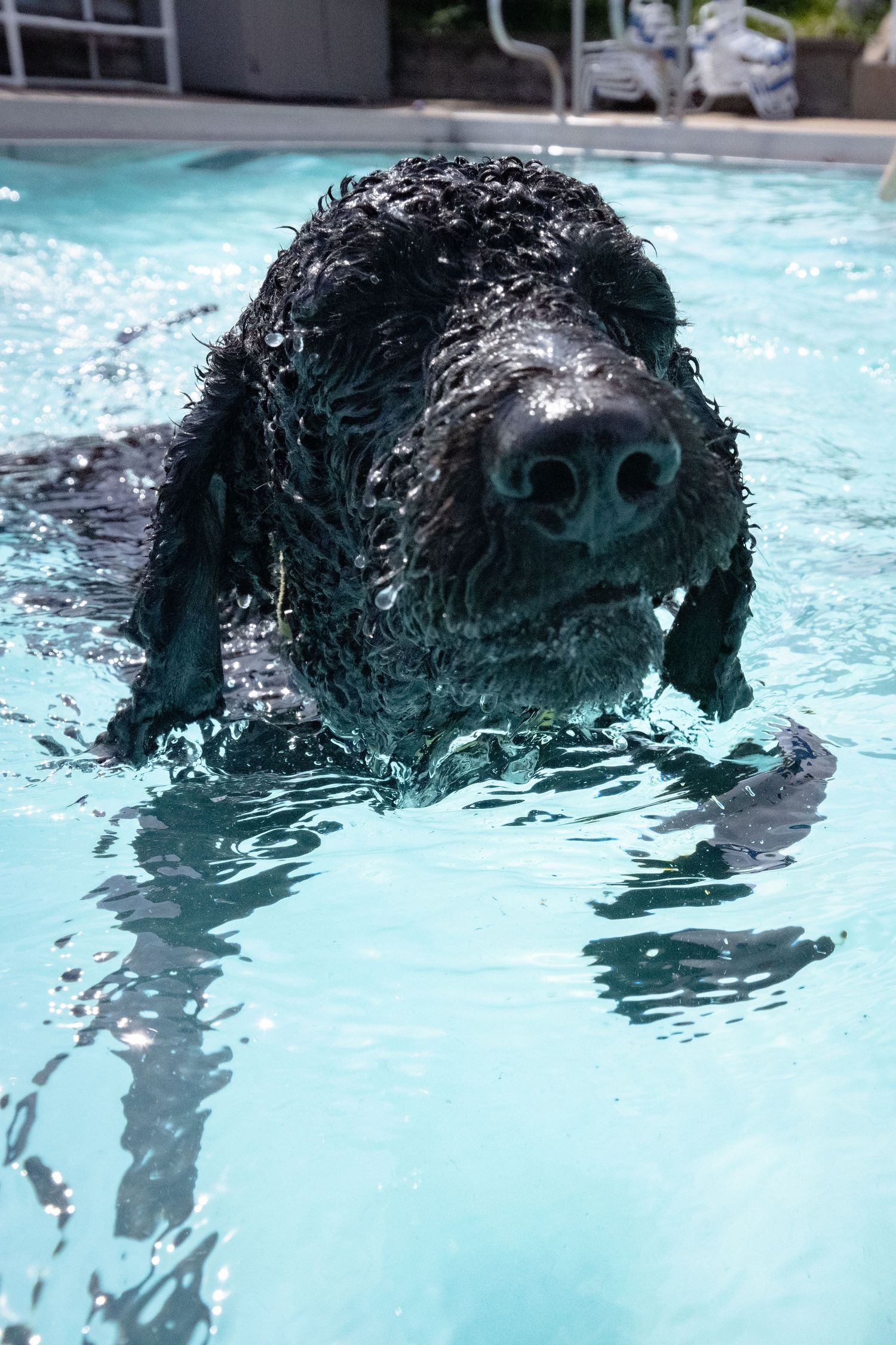 A soaking wet black curly-haired dog swimming in a bright blue pool with its nose close to the camera.