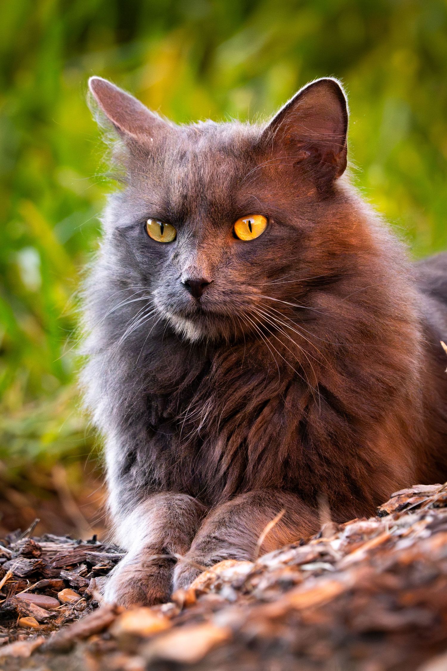 A fluffy gray cat with striking amber eyes resting outdoors on ground covered with leaves and natural debris.