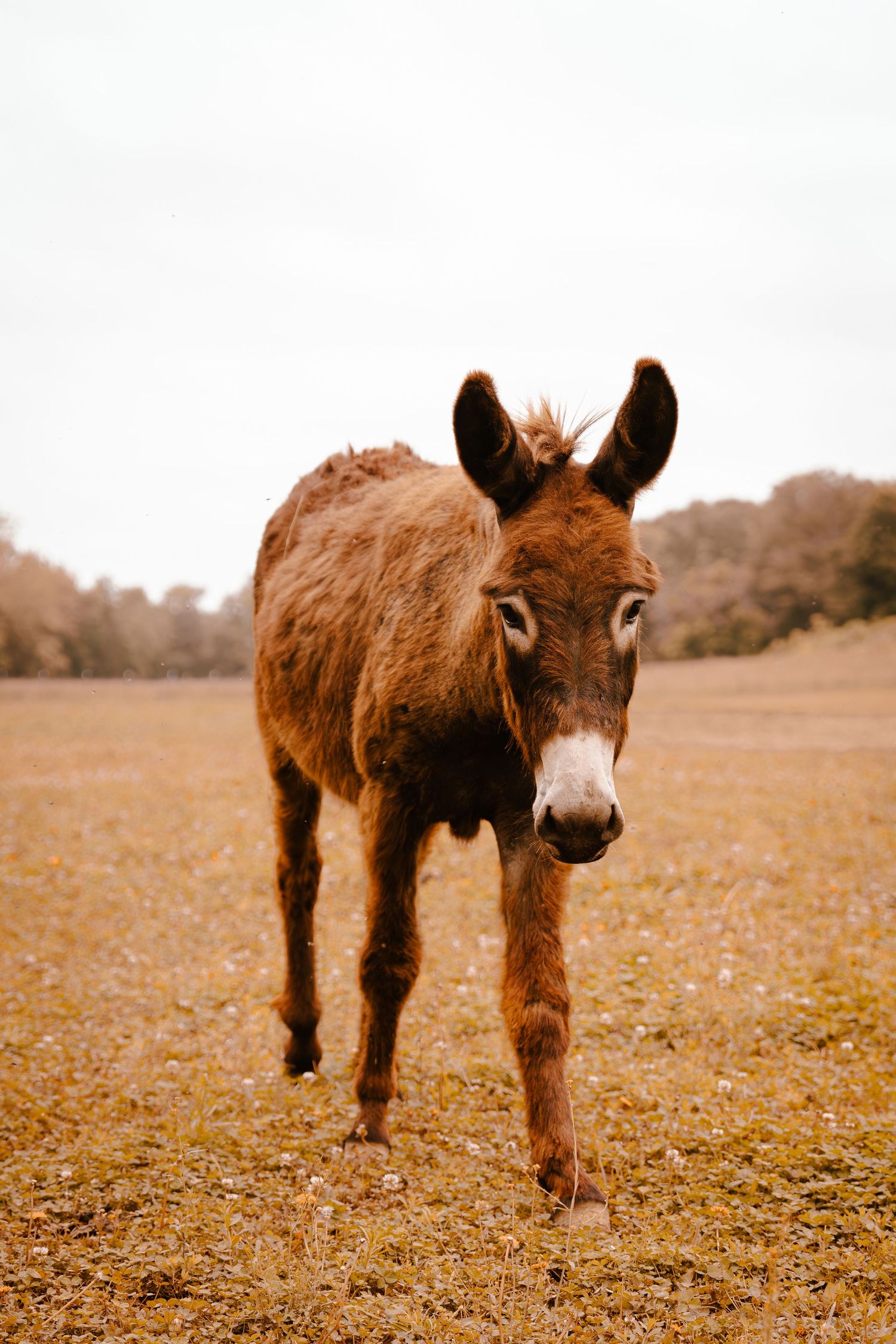 Young brown donkey with white muzzle and large ears walking across a dry autumn field.