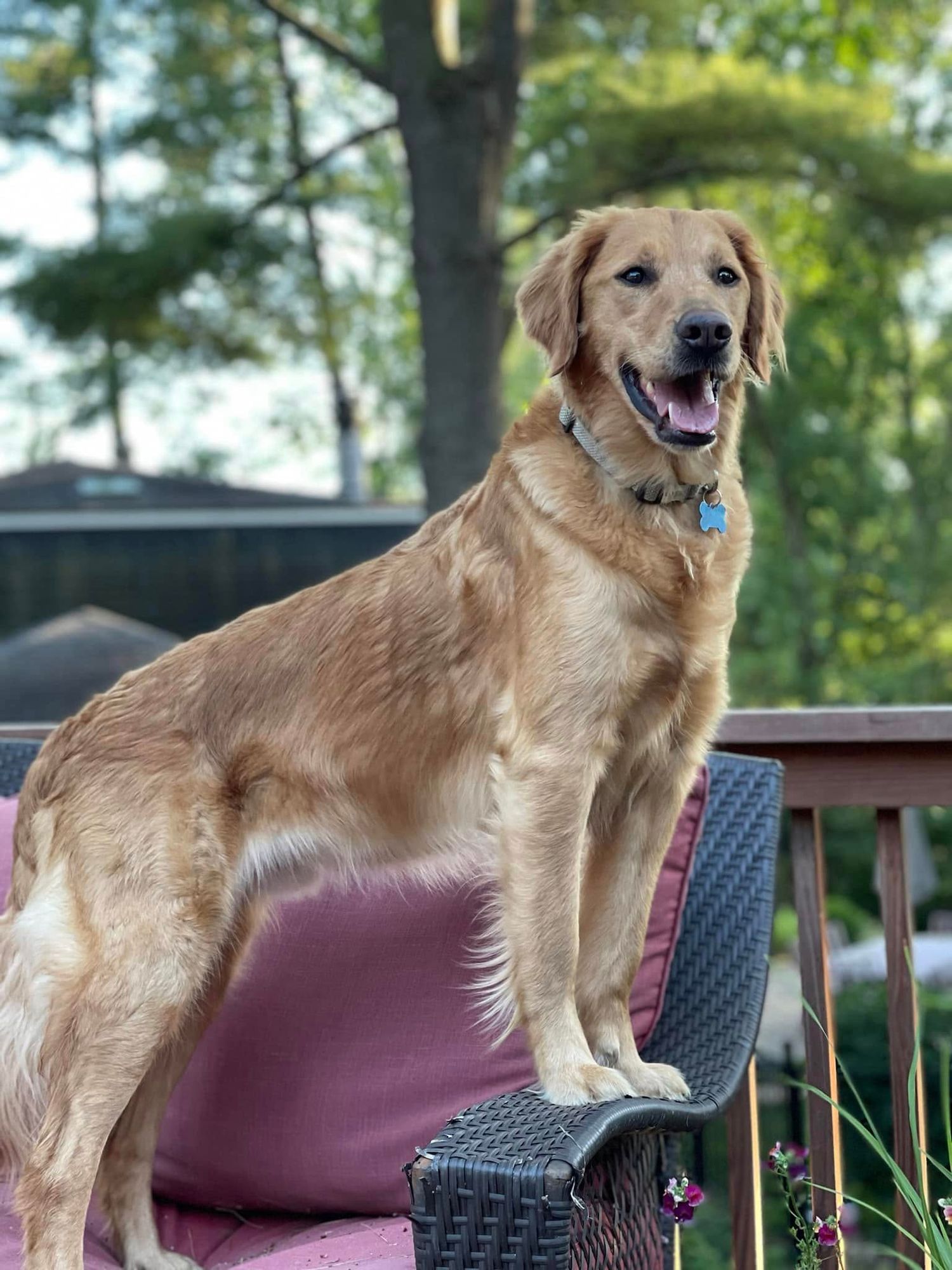 A happy Golden Retriever stands proudly on a wicker patio chair on a wooden deck surrounded by trees.