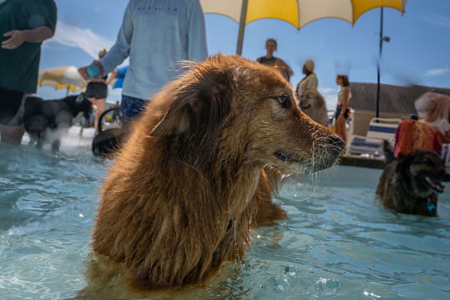 Wet golden retriever standing in a crowded outdoor pool surrounded by other dogs and people.