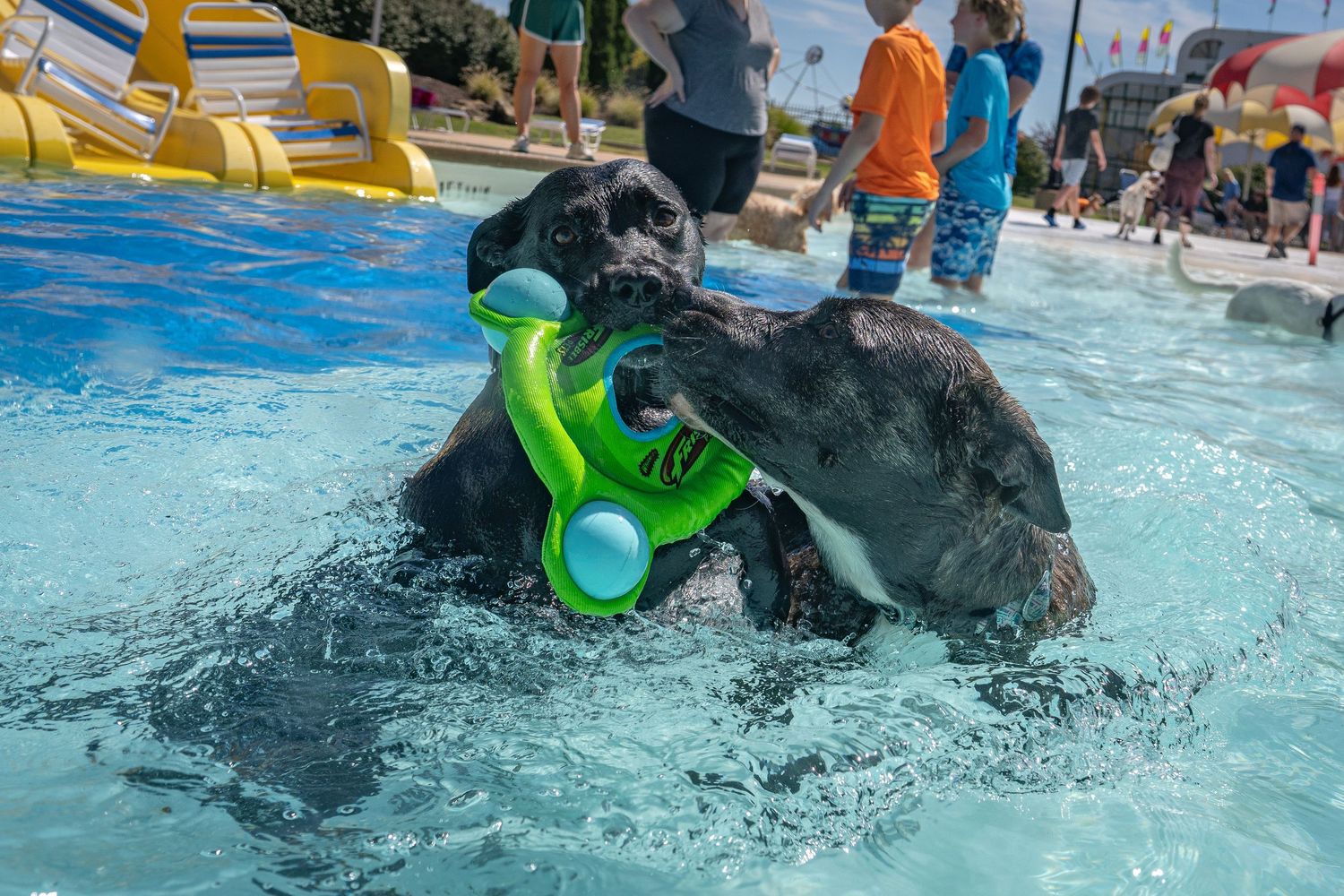 Two black Labradors playing with a green ring toy while swimming in an outdoor pool.