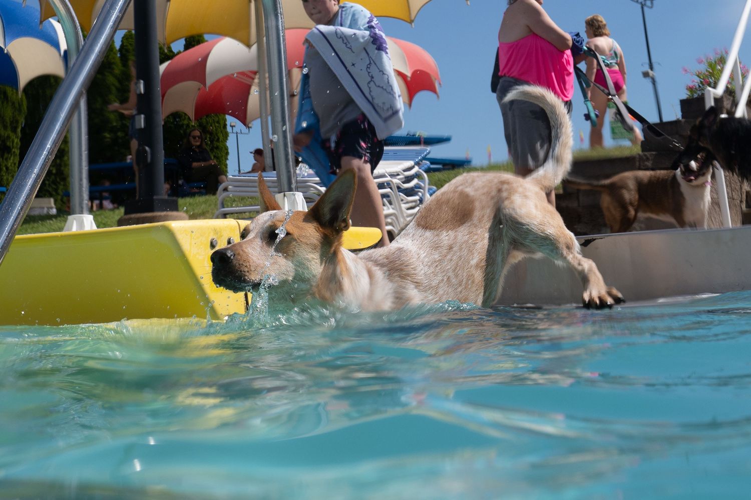 A yellow Labrador retriever swimming energetically in a pool at an outdoor water park.