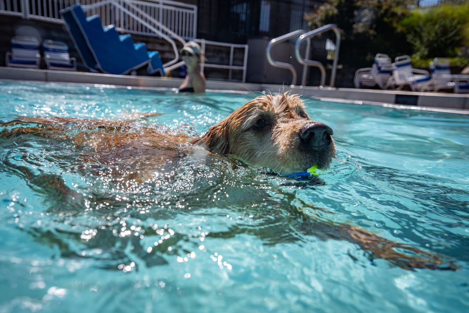 Golden retriever swimming in a pool with a blue ball in its mouth on a sunny day.