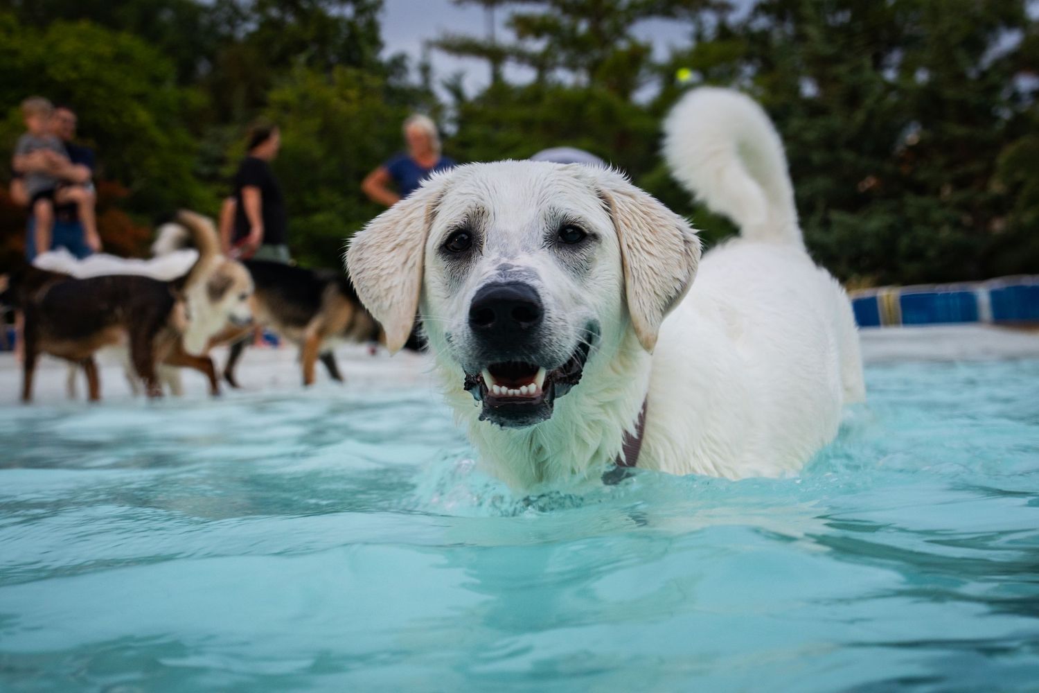A happy white Labrador dog swimming in a blue pool with other dogs playing in the background.