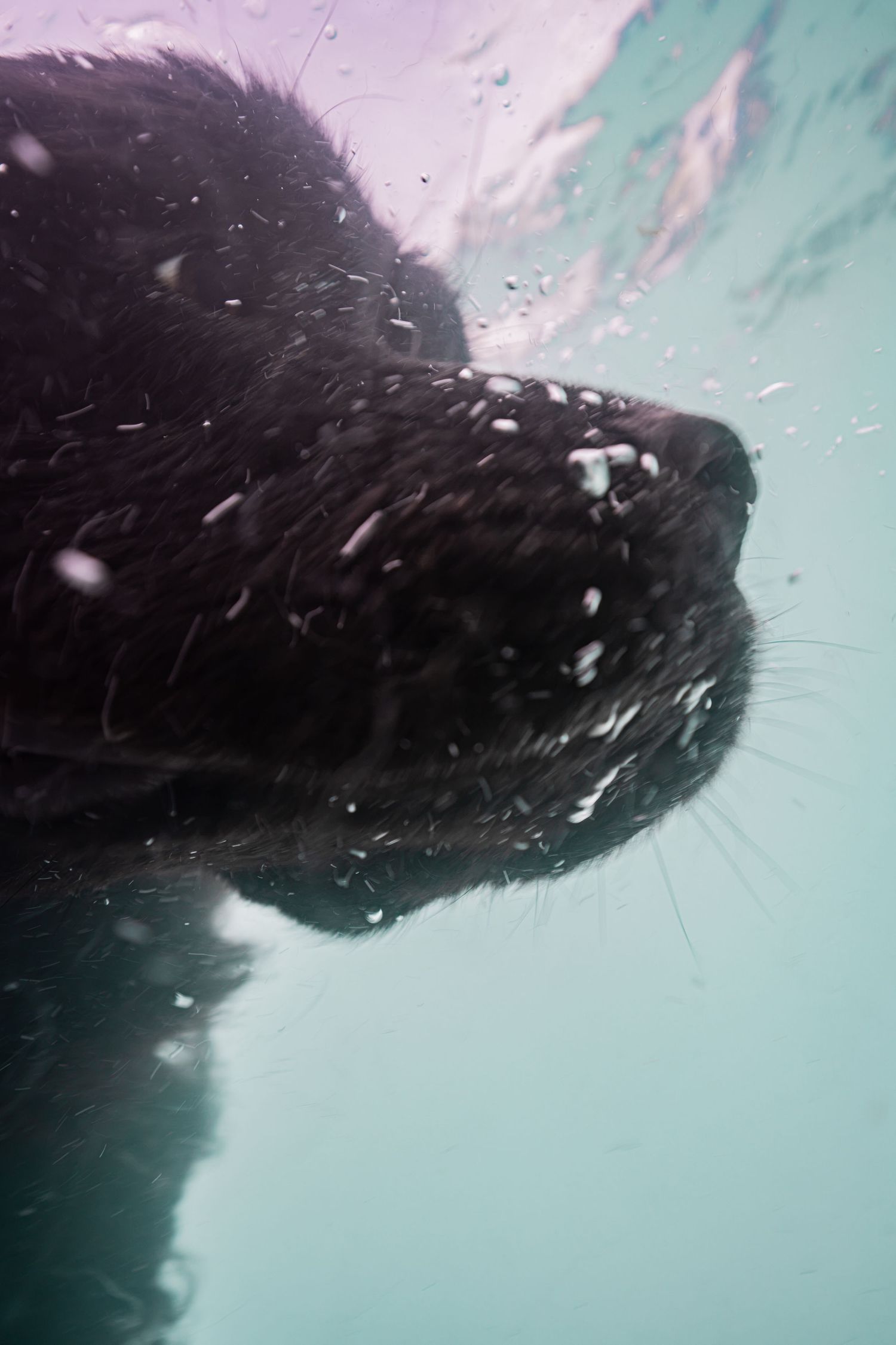 Close-up underwater photo of a black seal swimming near the surface with bubbles and light reflections.