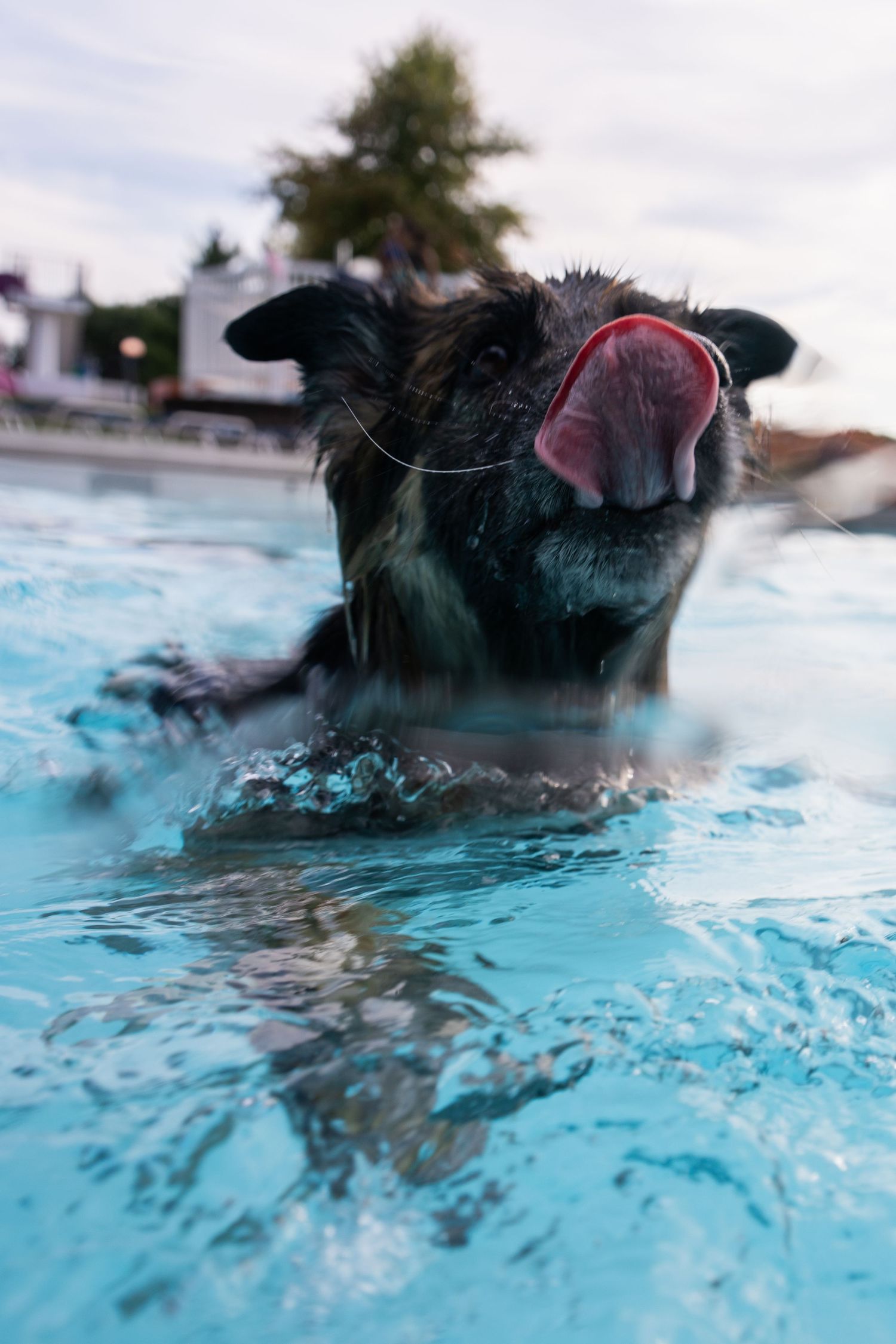 A wet black dog swimming in a blue pool with its tongue out, captured from a low water-level angle.