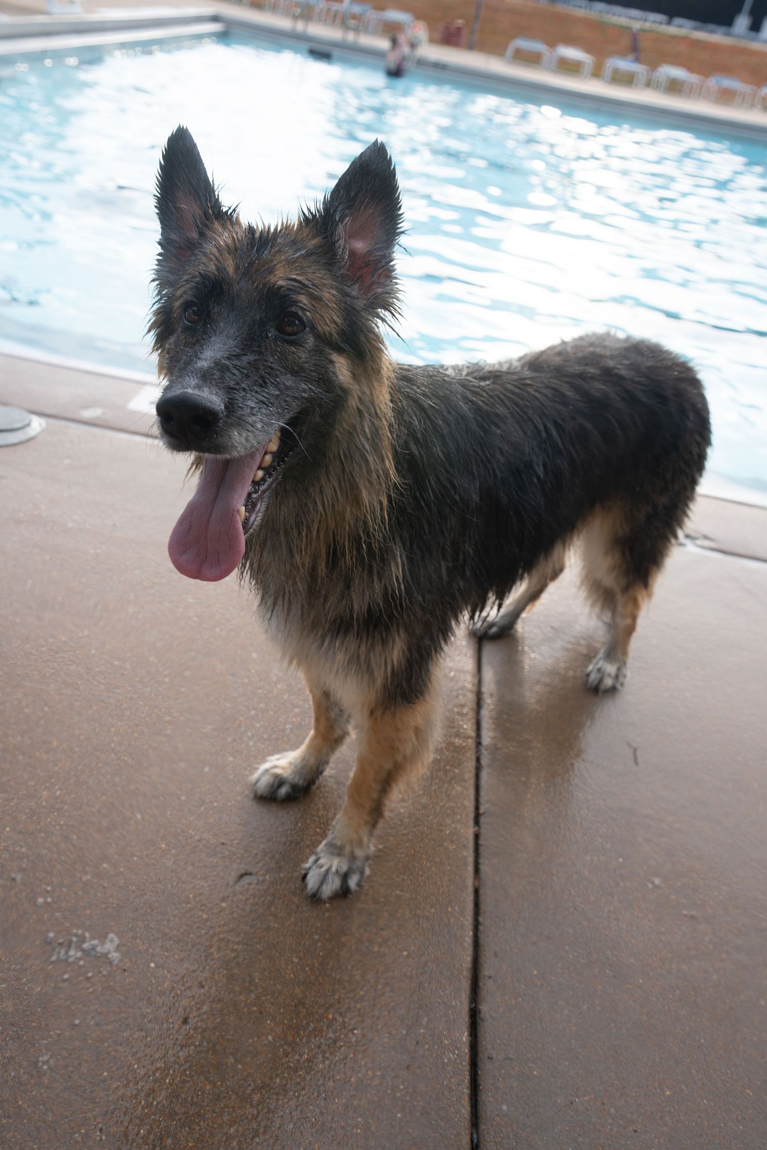 Wet German Shepherd dog standing by a swimming pool with tongue out, looking happy after a swim.