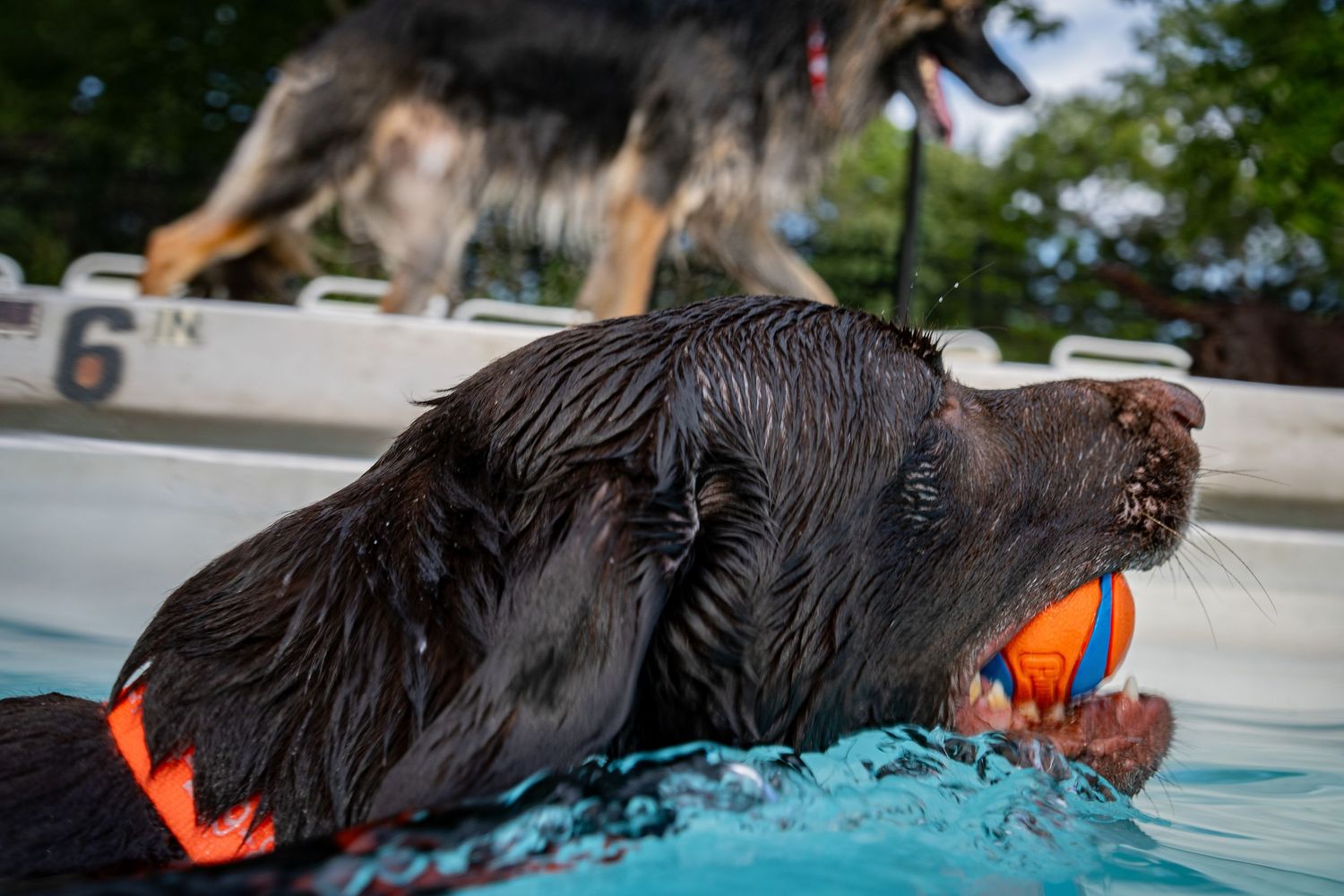 Wet black dog swimming in a pool with an orange toy in its mouth, while a German Shepherd watches from poolside.