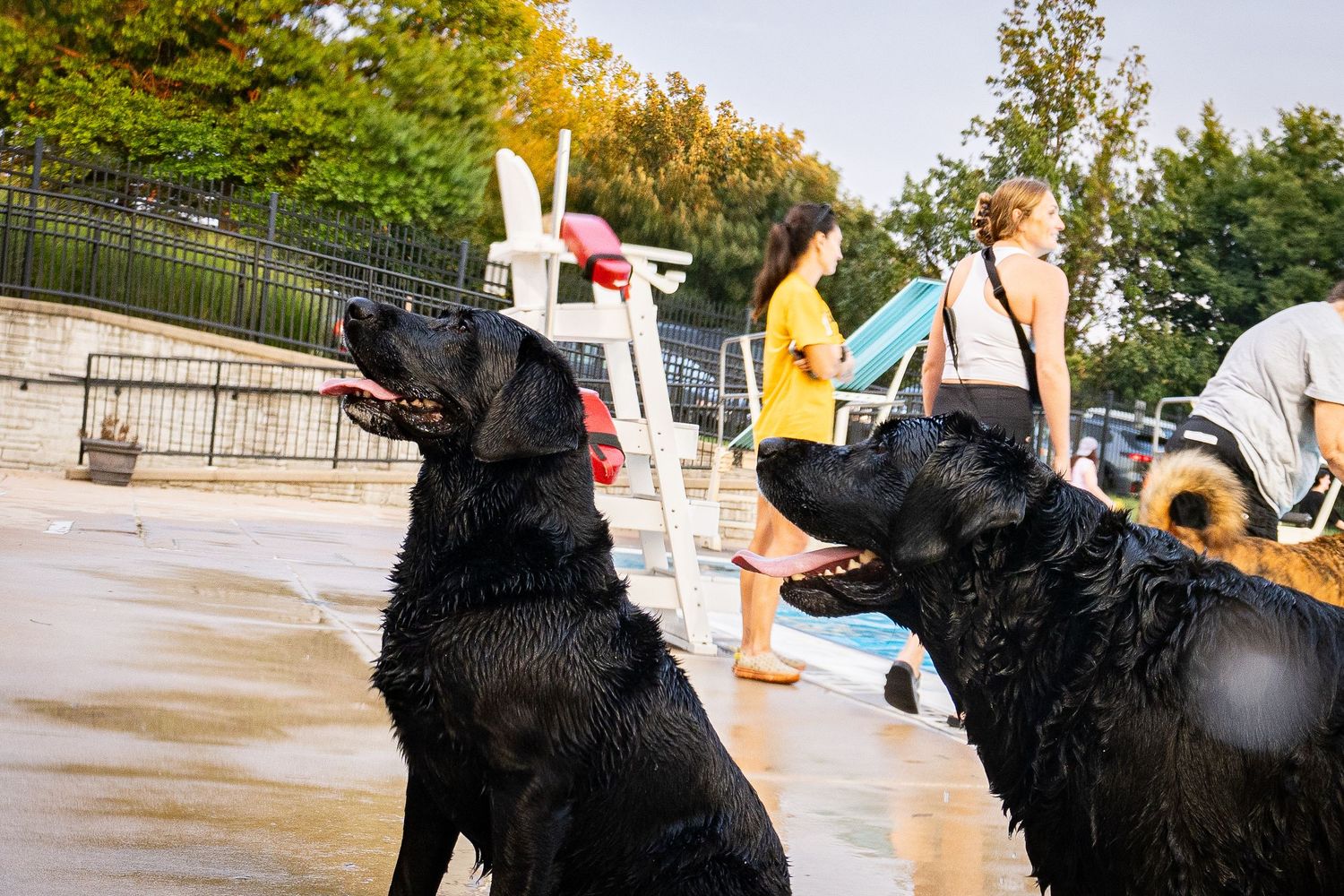 Two wet black Labrador dogs stand near a pool on a sunny day with people visible in the background.